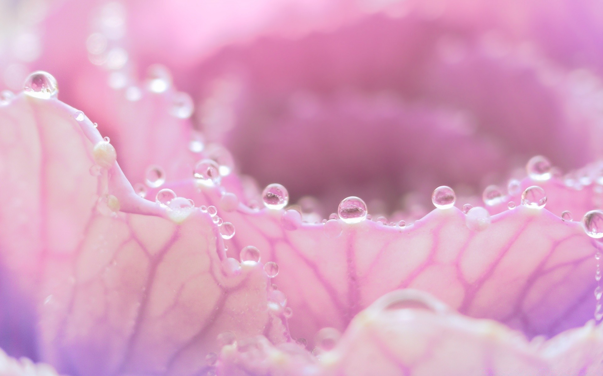 macro fiore rugiada close-up desktop goccia natura botanico flora giardino fioritura bella colore rosa petalo floreale freschezza pioggia vicino acqua regalo