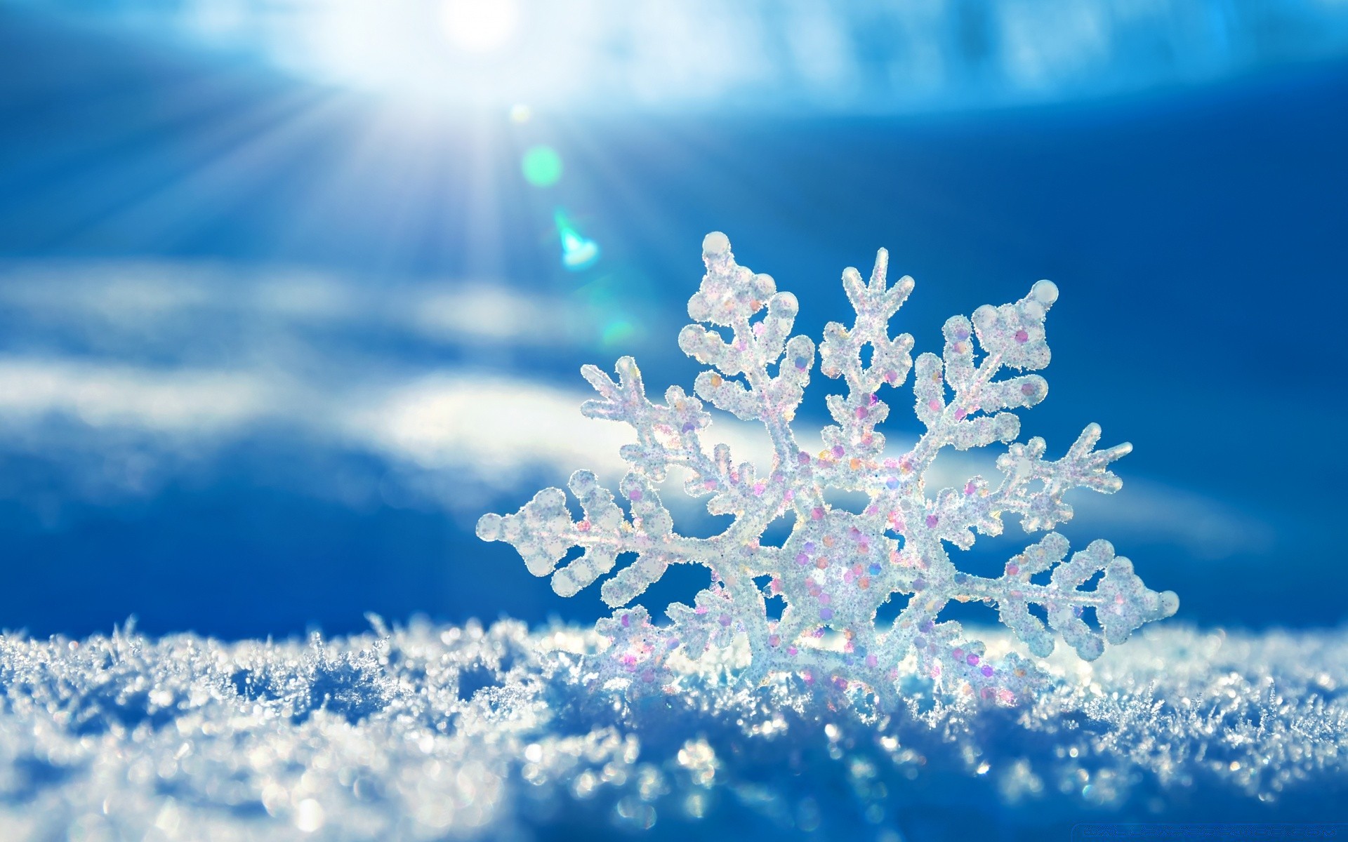 macro winter snow frost christmas season snowflake cold frozen ice desktop nature tree frosty bright color weather light