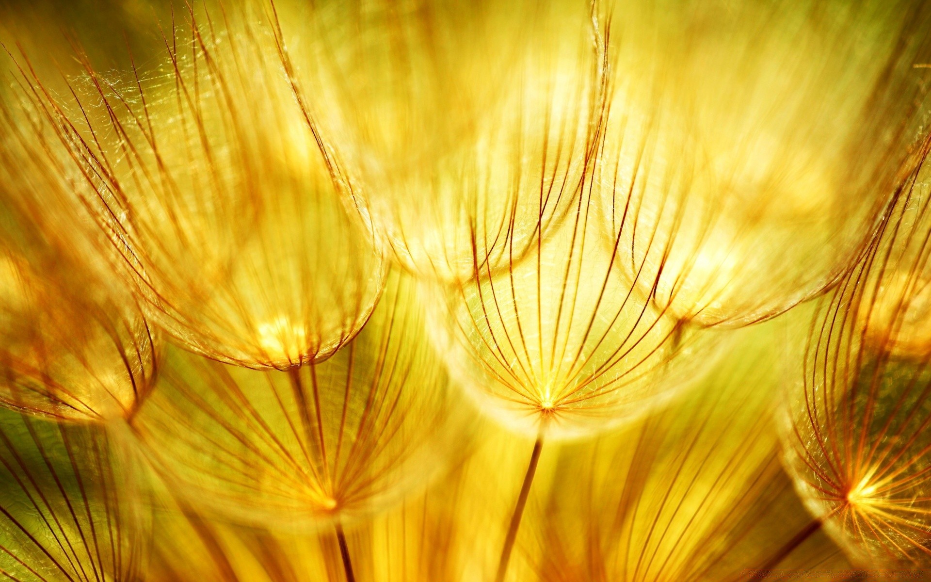 macro naturaleza escritorio abstracto brillante color verano diseño textura arte fondo de pantalla