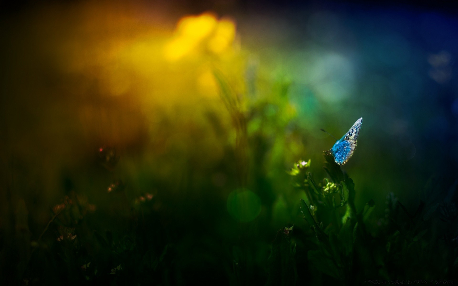 macro herbe fleur lumière aube paysage champ soleil foin nature flou beau temps à l extérieur jardin flore coucher de soleil dof pâturage été