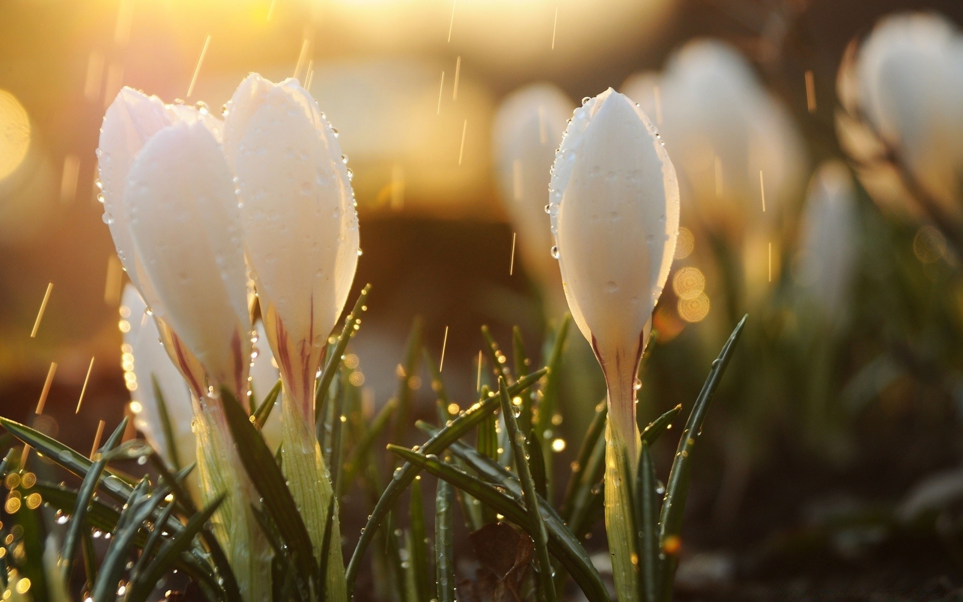 makroaufnahme natur blume ostern gras im freien unschärfe gutes wetter sommer blatt feld sonne tulpe