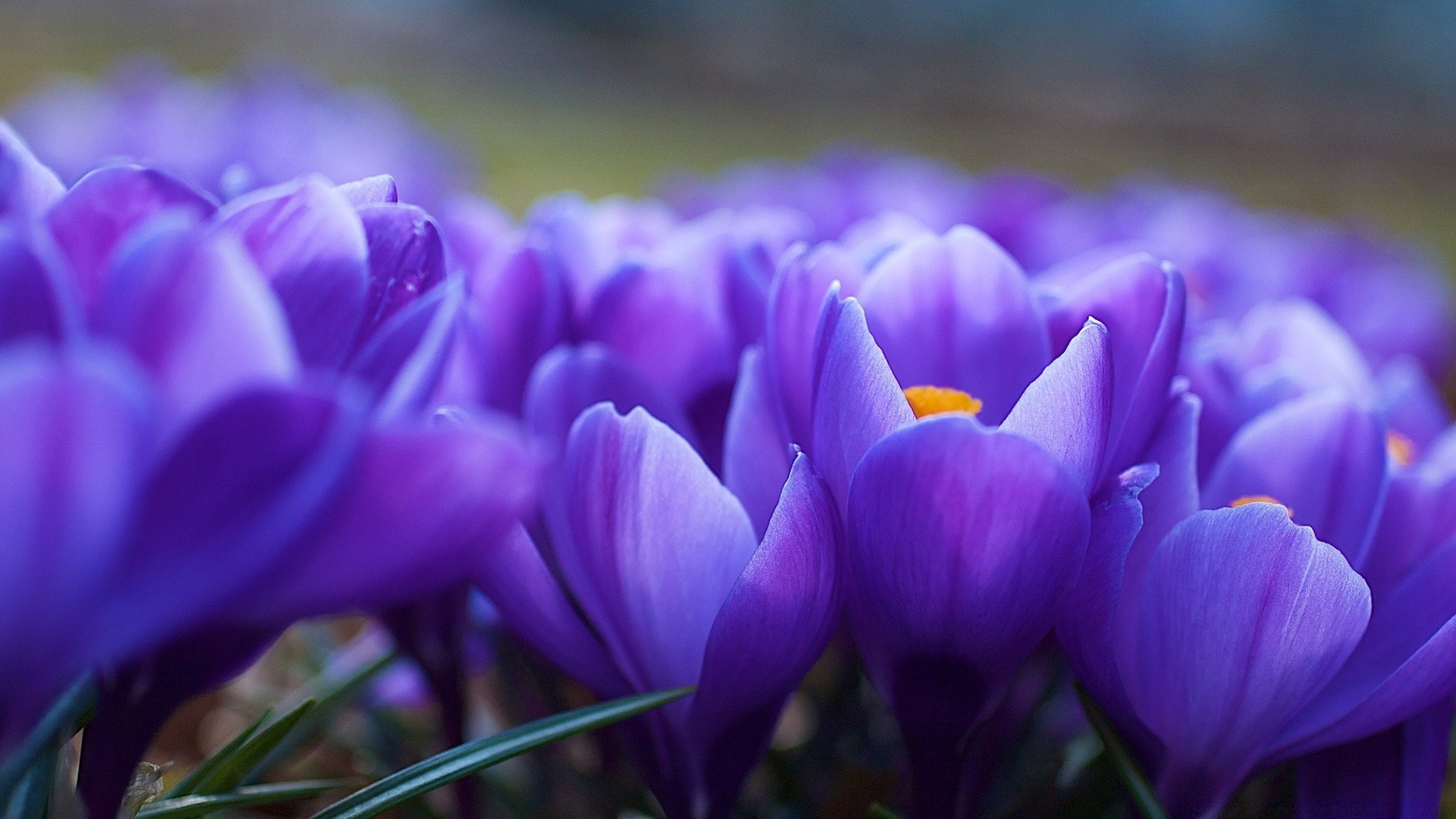 macro fleur nature crocus flore jardin couleur floral pâques bluming feuille pétale violet lampe gros plan lumineux belle saison violet à l extérieur