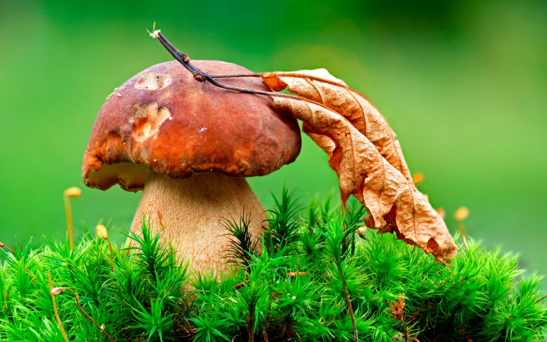 macro mushroom fungus nature grass food boletus flora fall wood leaf summer outdoors edible pasture growth wild