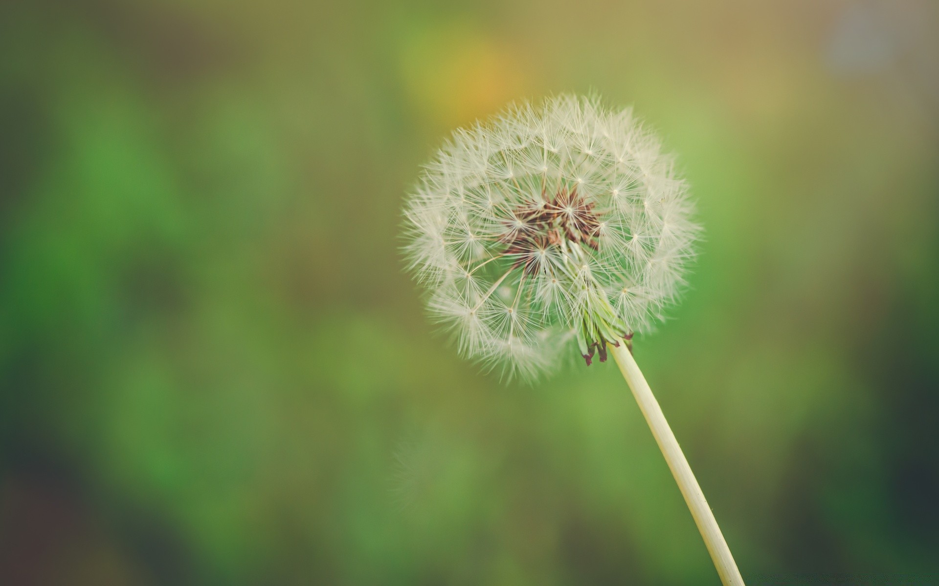 makroaufnahme natur flora blume löwenzahn sommer wachstum gras blatt samen im freien garten hell heuhaufen sanft schließen medium unkraut