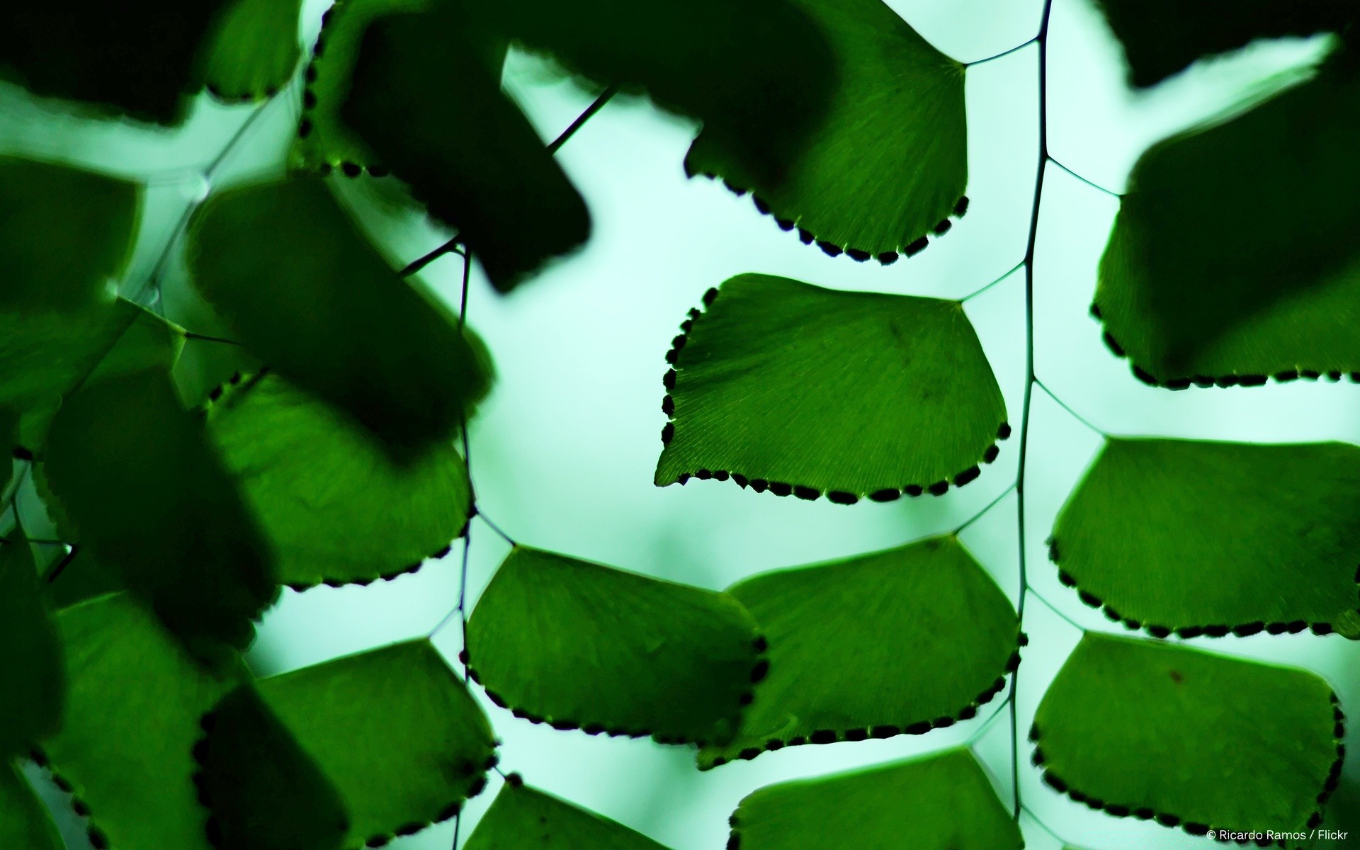 macro leaf flora nature growth garden close-up desktop color light food texture