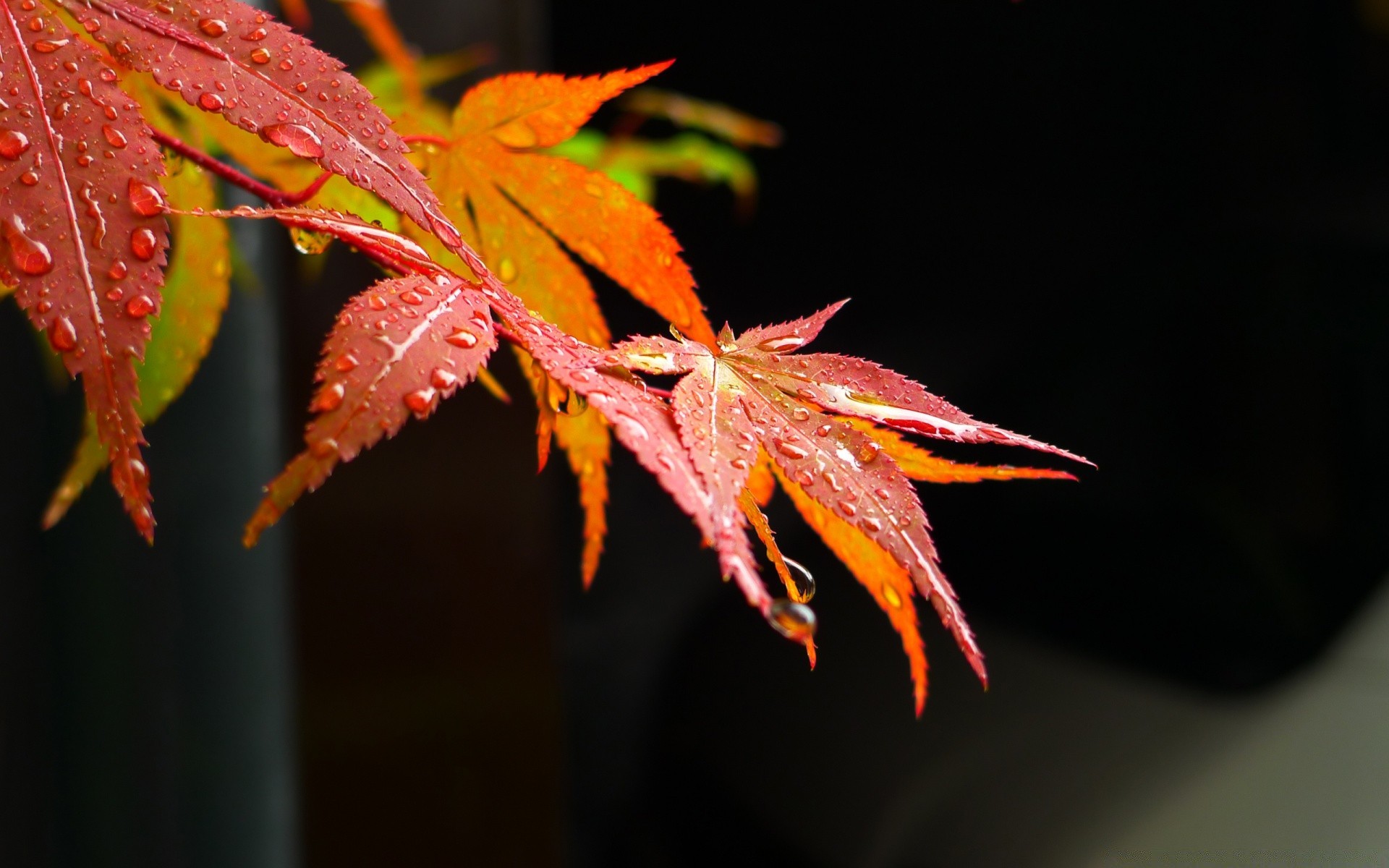 makro liść jesień natura flora klon kolor jasne światło zewnętrzne drzewo sezon drewno