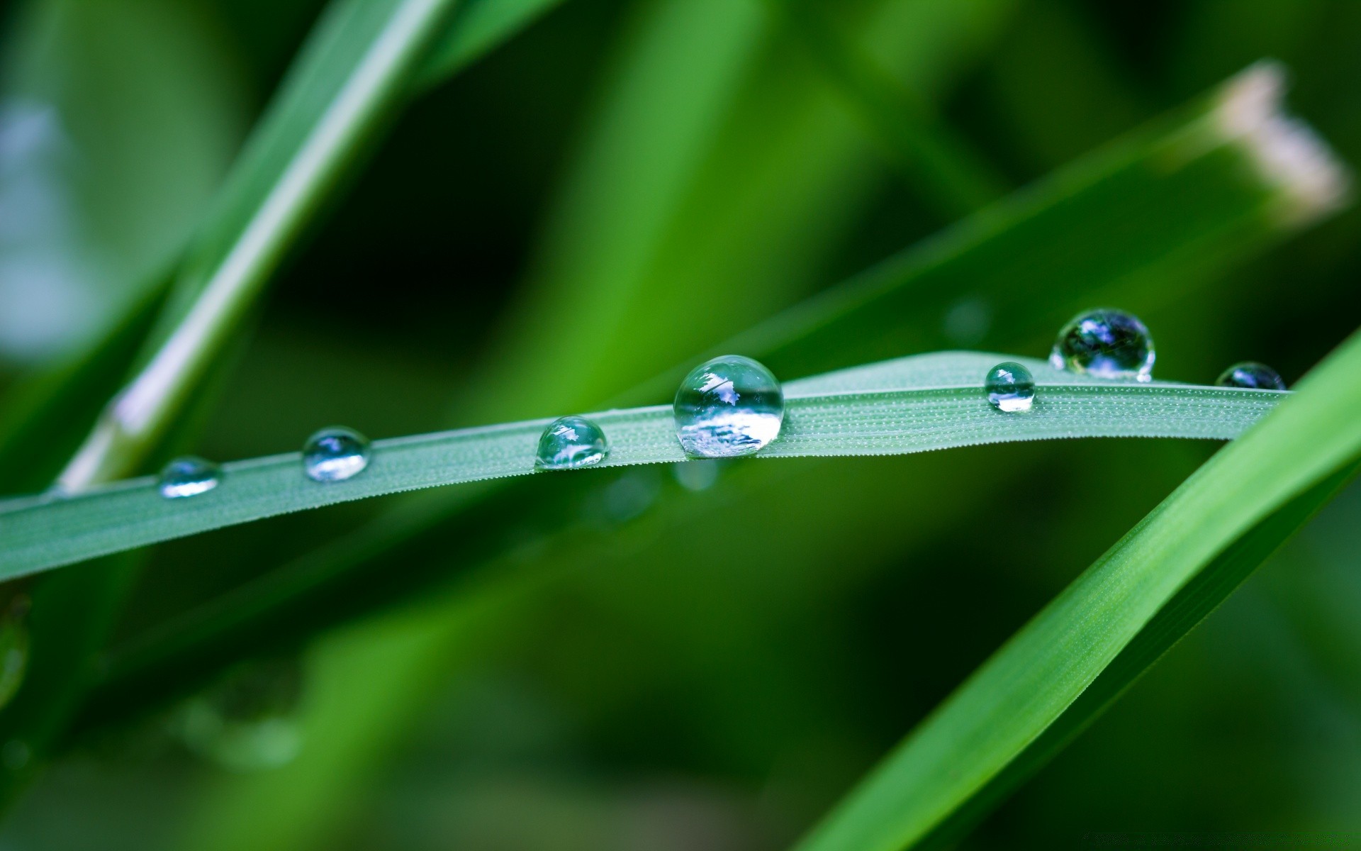 macro rain dew drop droplet leaf wet blade flora grass garden raindrop purity nature environment growth freshness