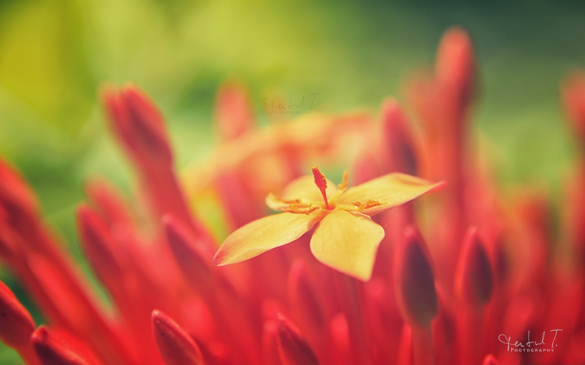 macro nature flower summer bright flora outdoors leaf blur garden petal growth fair weather