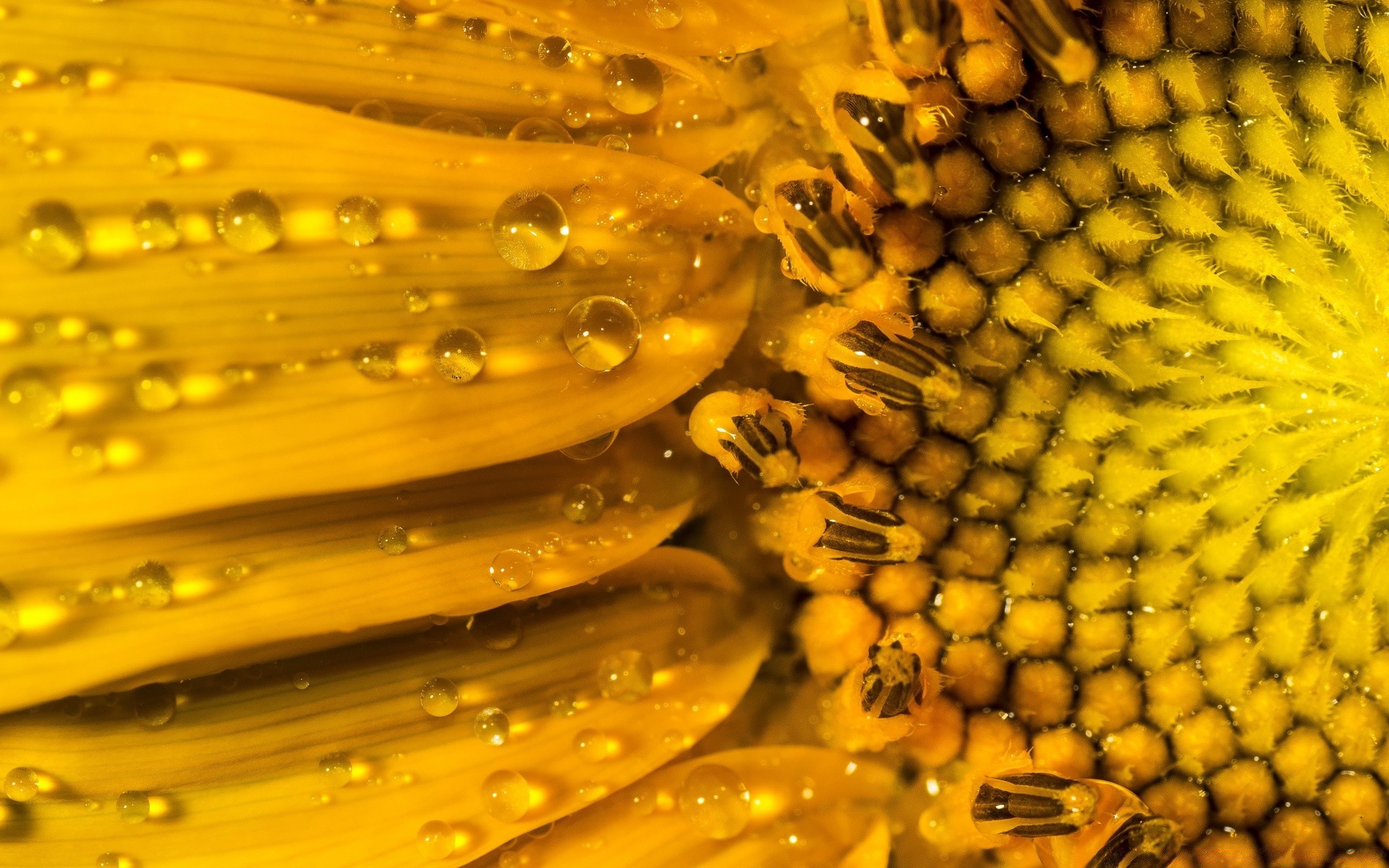 macro desktop salute colore natura sano