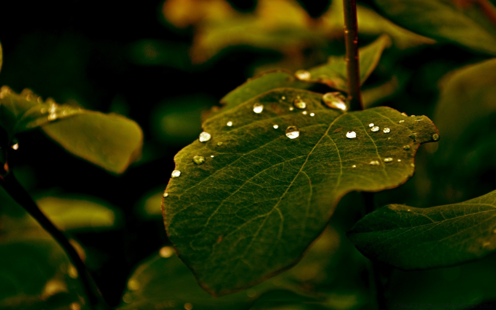 macro feuille nature pluie flore rosée croissance automne été à l extérieur arbre jardin environnement