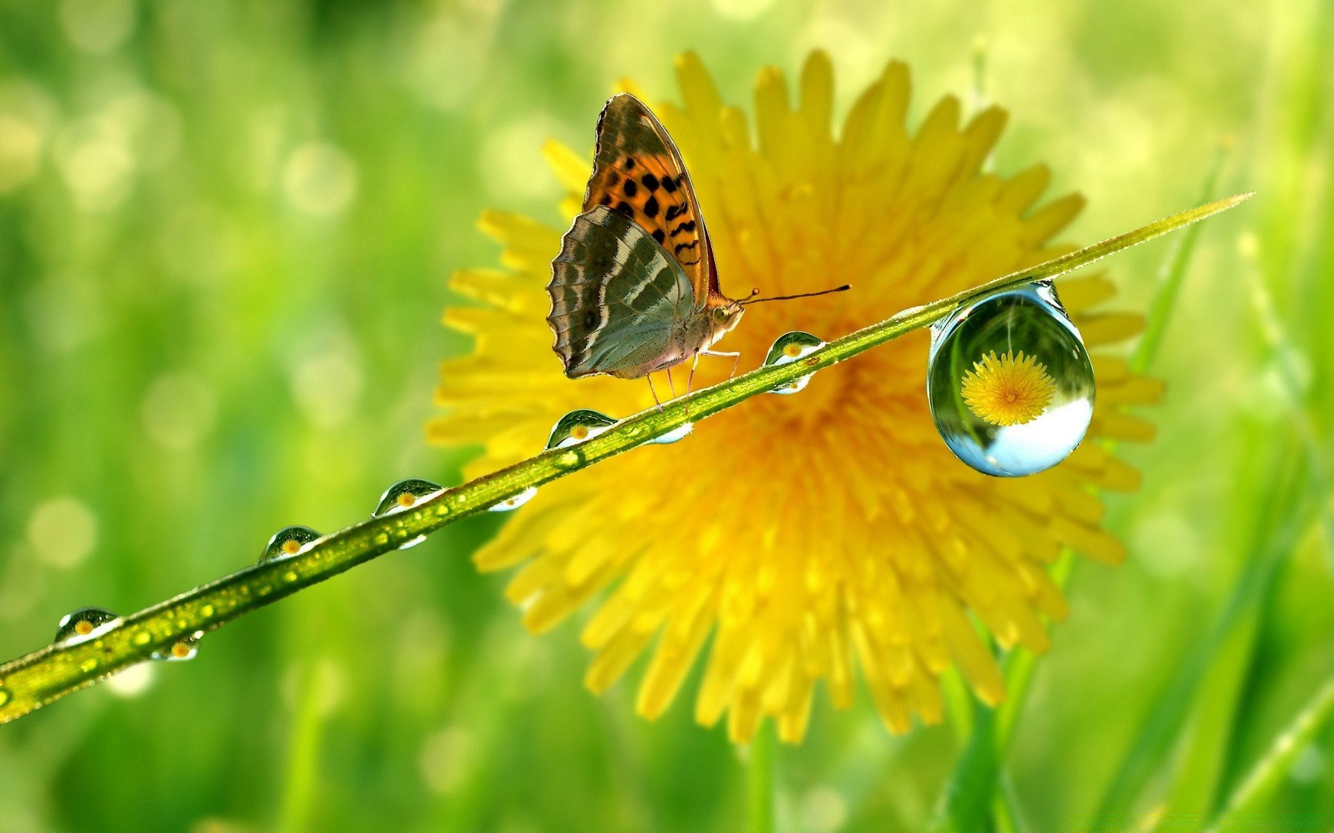 macro nature insect butterfly summer grass flora garden leaf flower environment animal hayfield bright outdoors color little