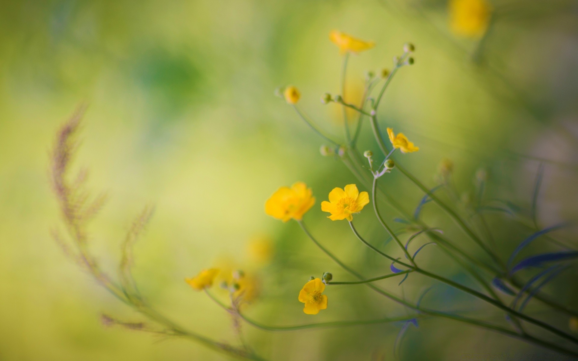 makro kwiat natura flora ogród liść lato rozmycie kolor kwiatowy owad pulpit wzrost jasna trawa zbliżenie na zewnątrz