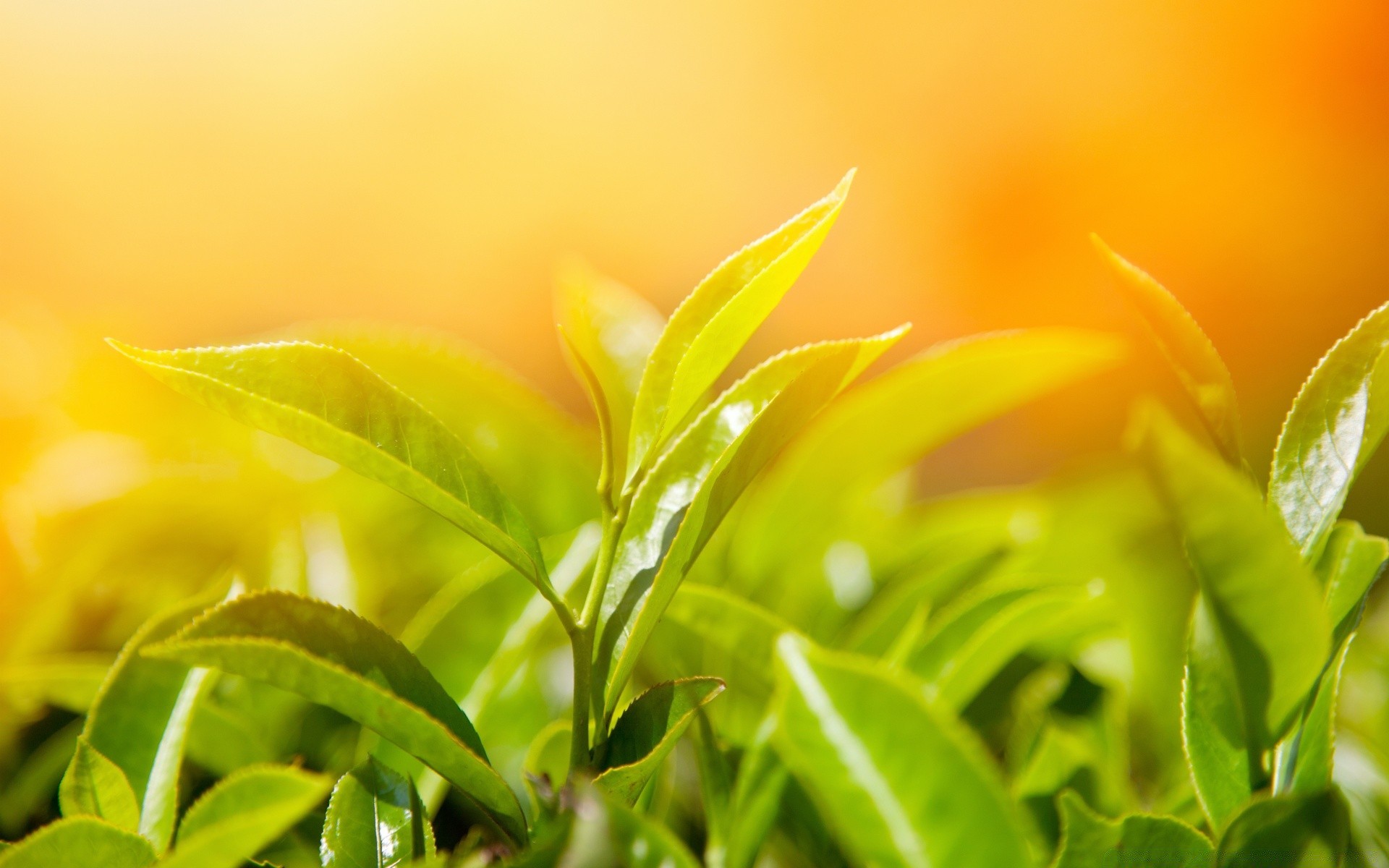 macro nature leaf flora summer flower bright garden close-up fair weather color sun field blur close desktop growth light floral beautiful