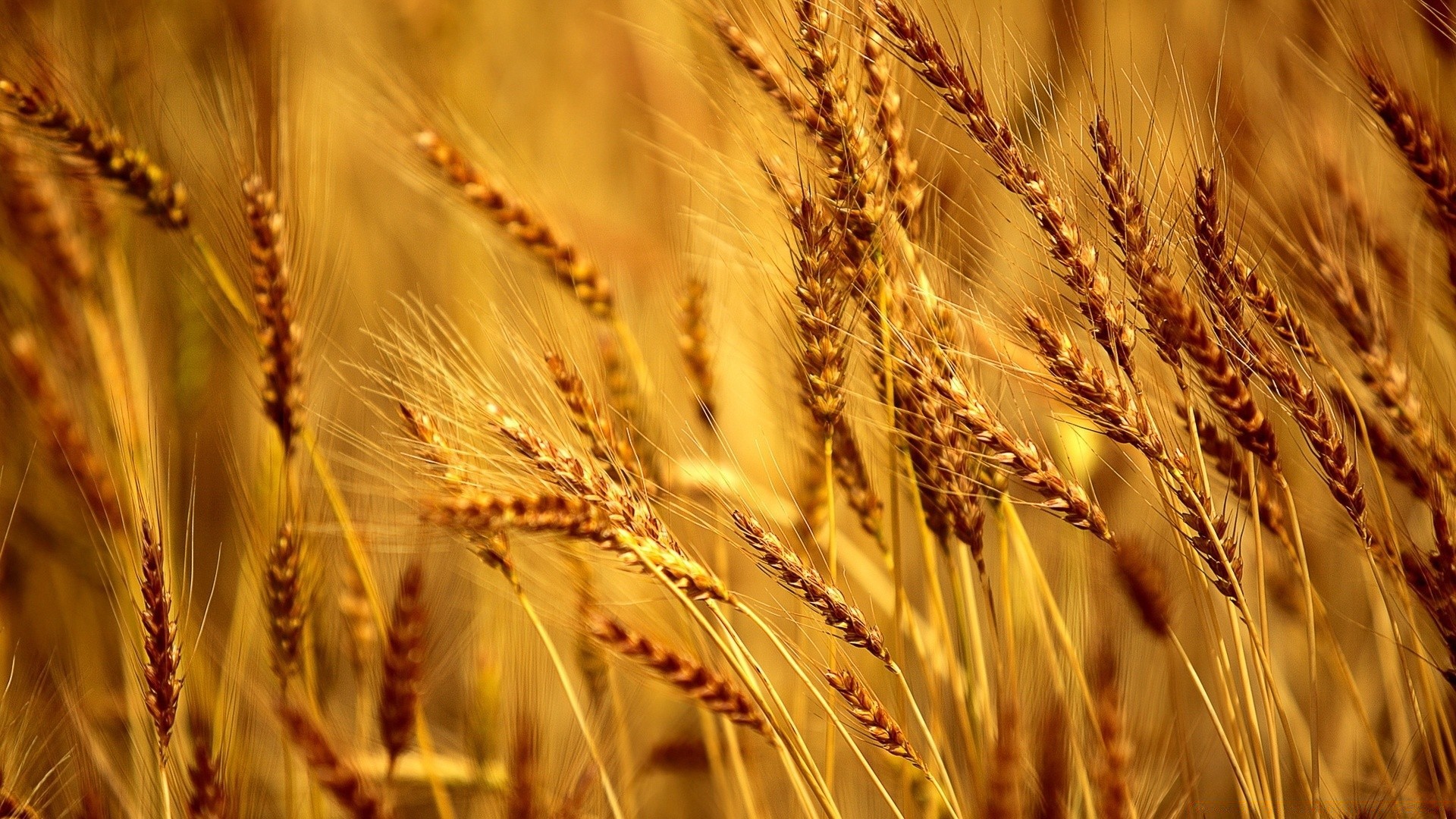 природа поле комбайн пшеница скачать