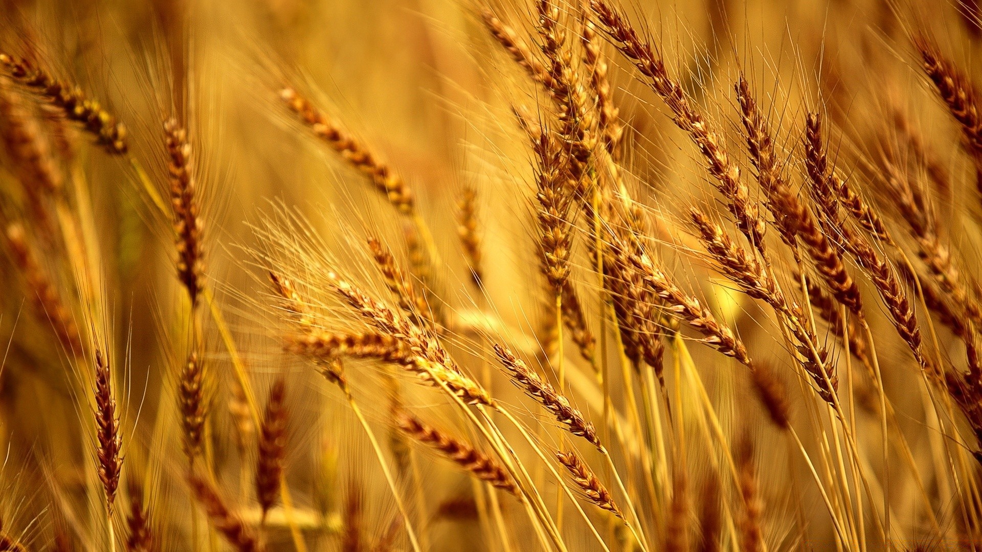 macro wheat cereal rye bread straw corn pasture gold rural barley crop farmland flour spike countryside seed hay farm cornfield