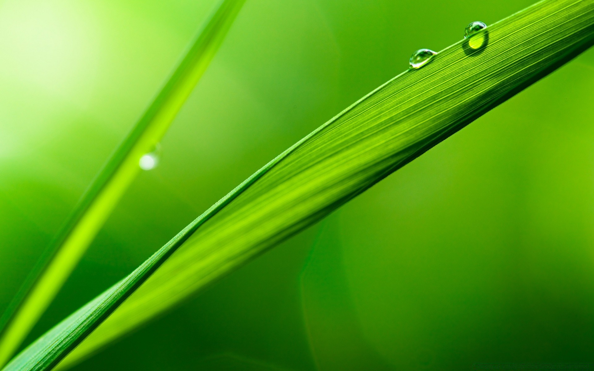 macro dew rain drop droplet leaf raindrop blade flora wet growth purity garden abstract grass lush water nature