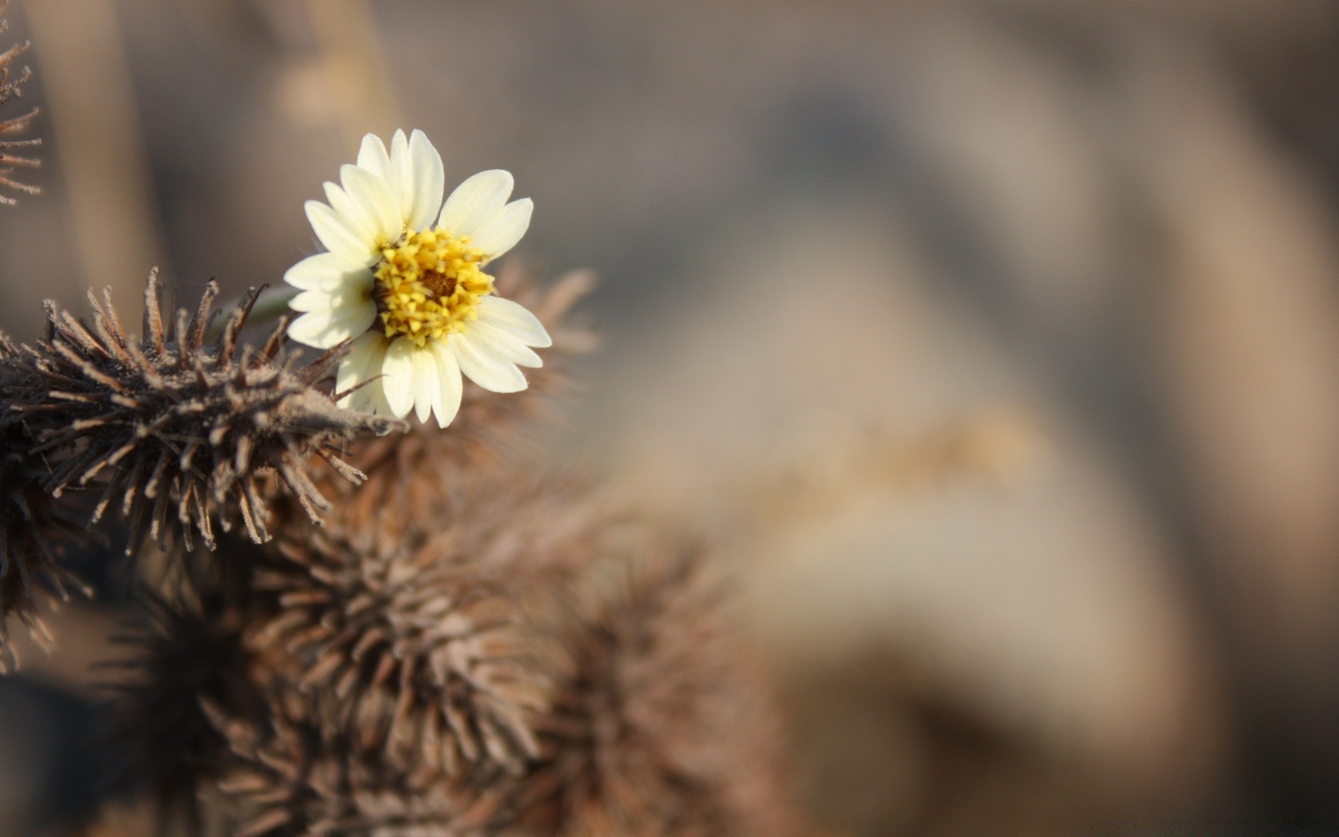 makroaufnahme natur blume unschärfe flora im freien