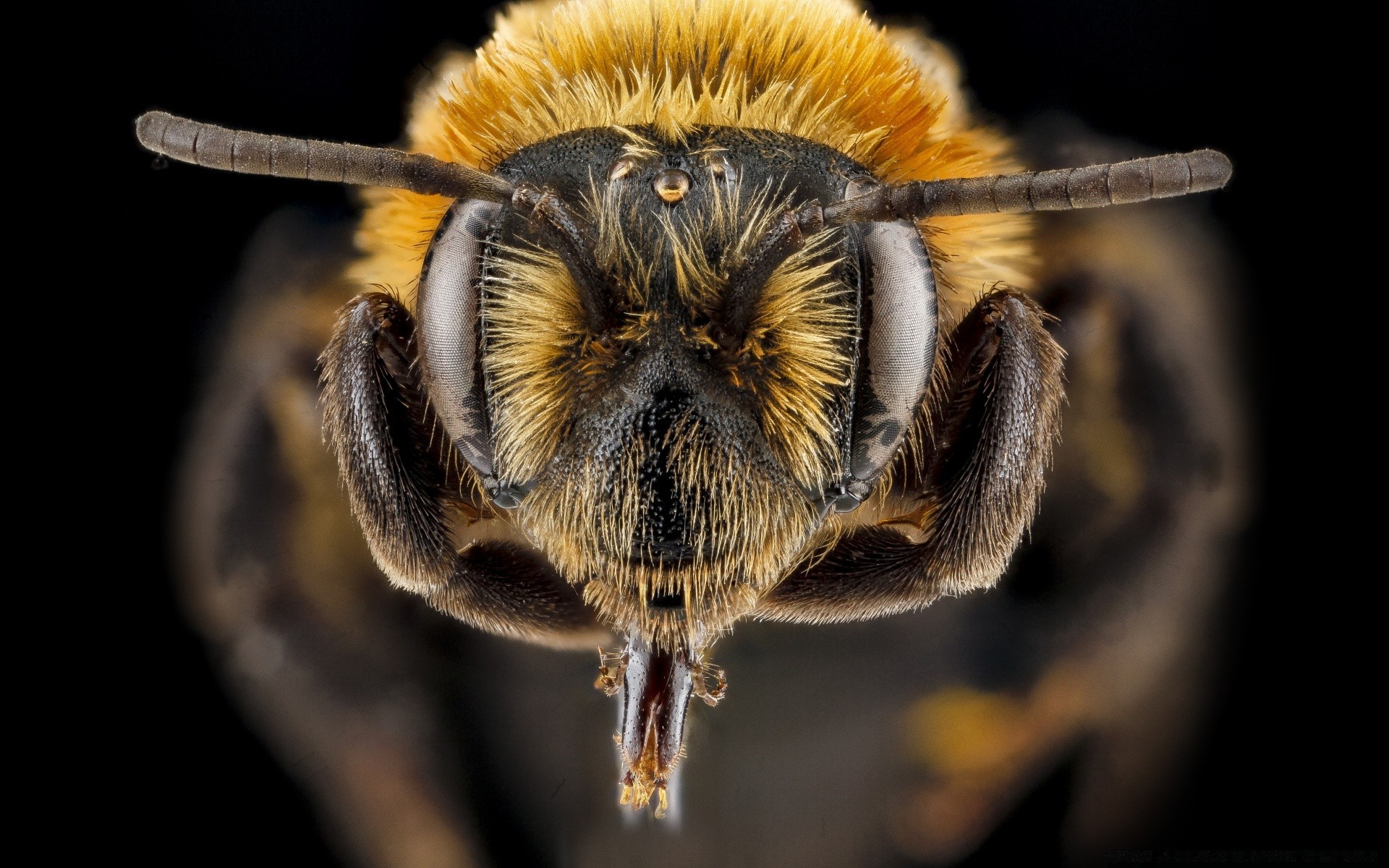 macro inseto natureza invertebrados animal vida selvagem abelha close-up