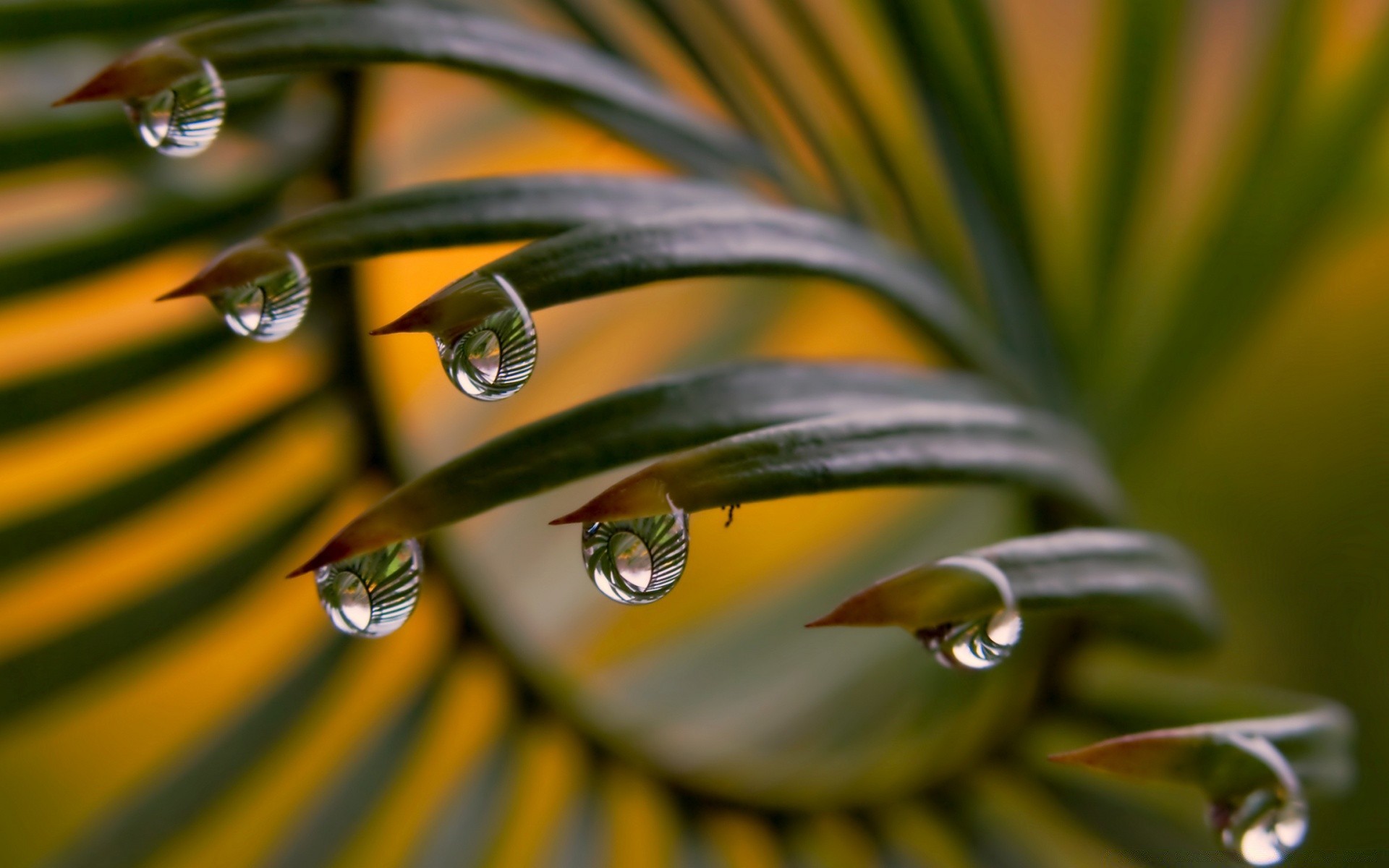 macro pioggia natura goccia foglia rugiada acqua sfocatura flora purezza dop gocce all aperto colore giardino