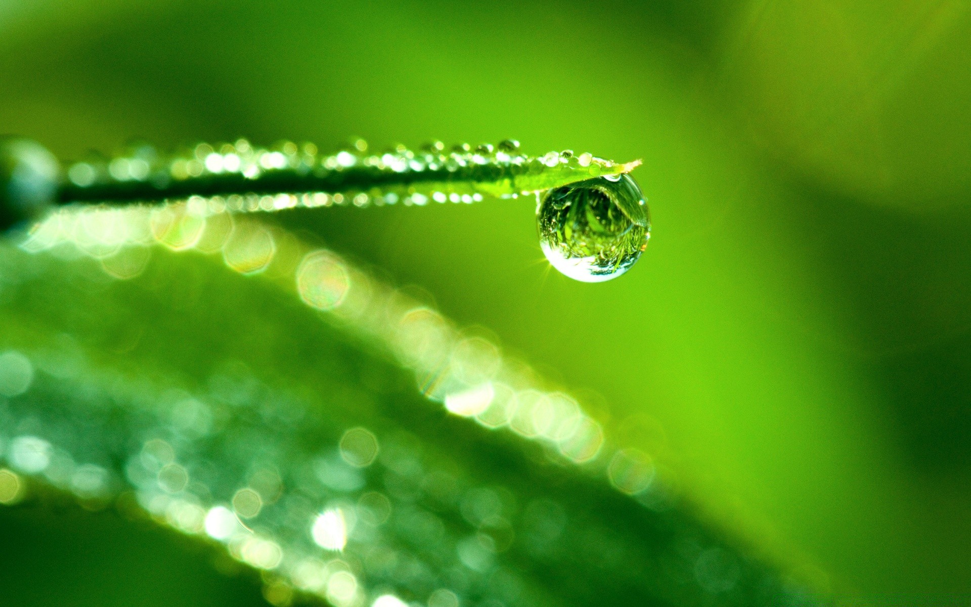 macro rain dew drop leaf droplet water wet nature purity raindrop blur flora dof clean grass growth dawn bright