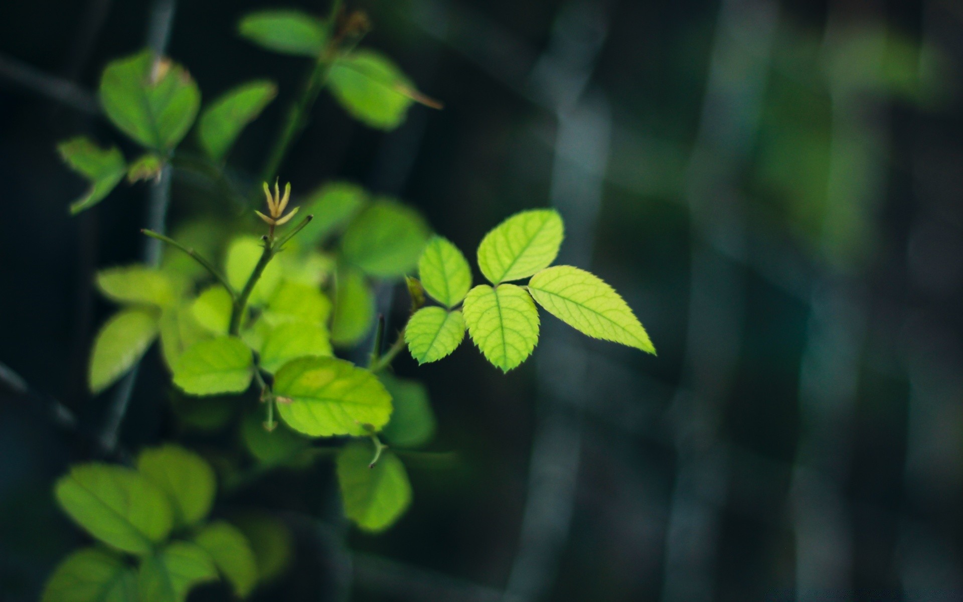 makroaufnahme blatt wachstum flora natur garten üppig sommer baum umwelt licht ökologie im freien regen