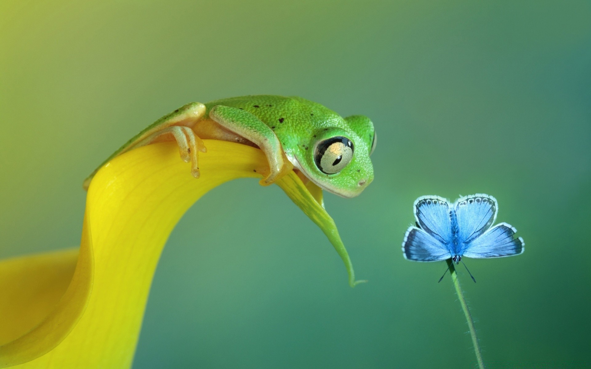 makro fotoğrafçılığı doğa yaprak flora renk çiçek