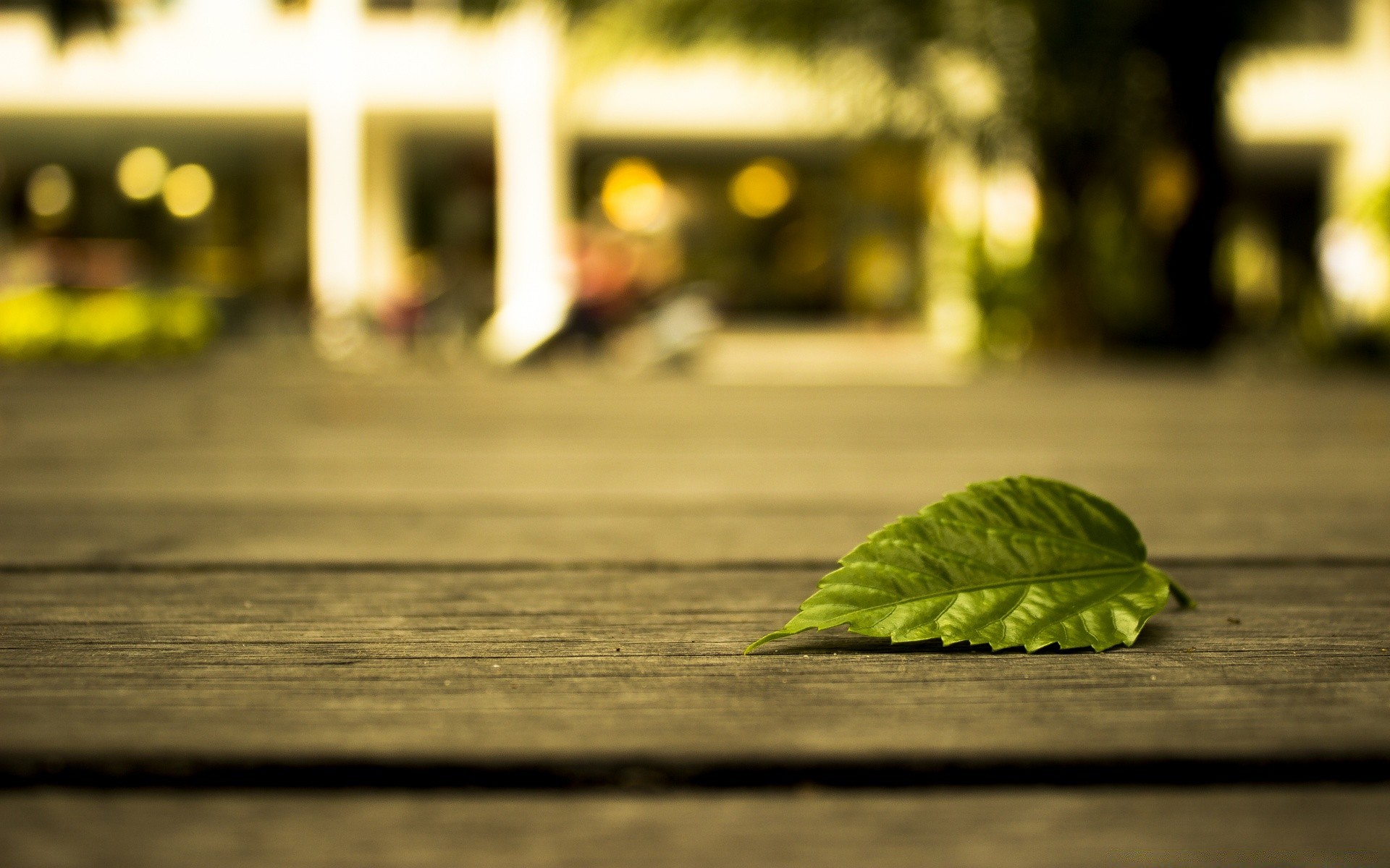 macro nature blur light street leaf beach wood sea garden vintage old water sun summer table desktop city