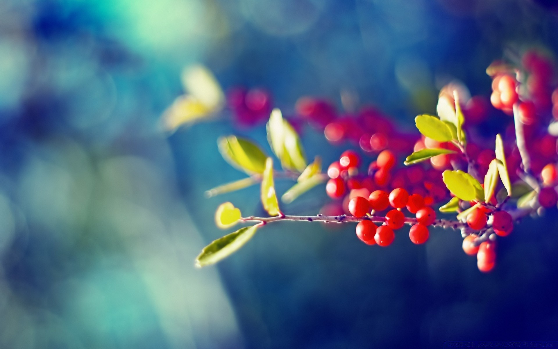 macro blur nature flower leaf color outdoors flora garden summer bright tree