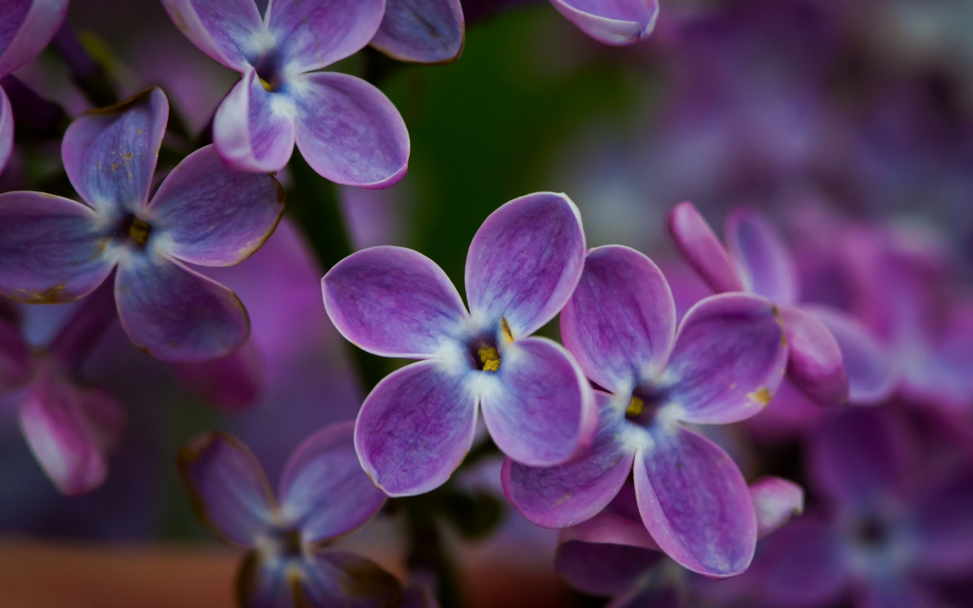 фиолетовые цветы природа крупный план загрузить