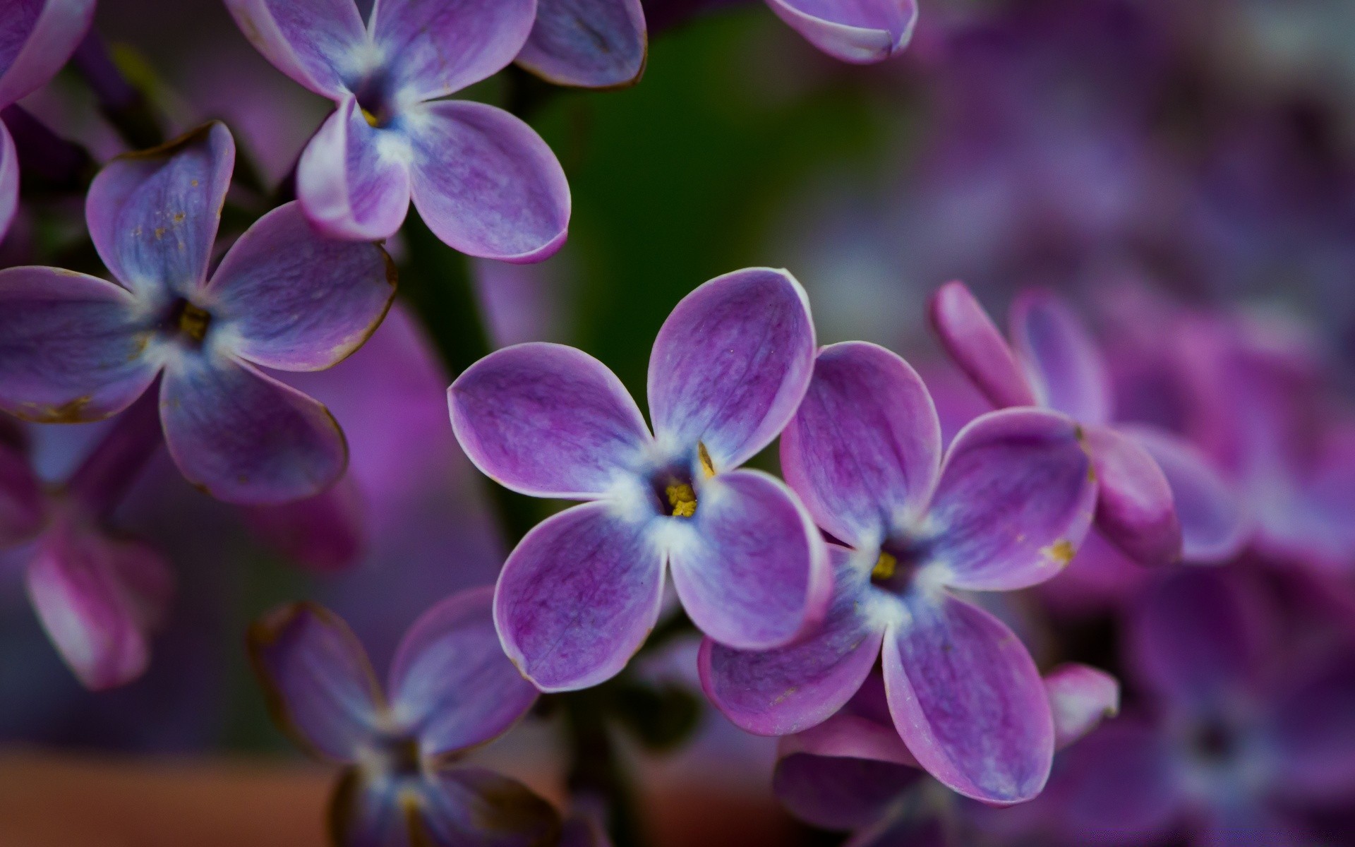 makro kwiat natura flora ogród kwiatowy płatek bluming liść lato