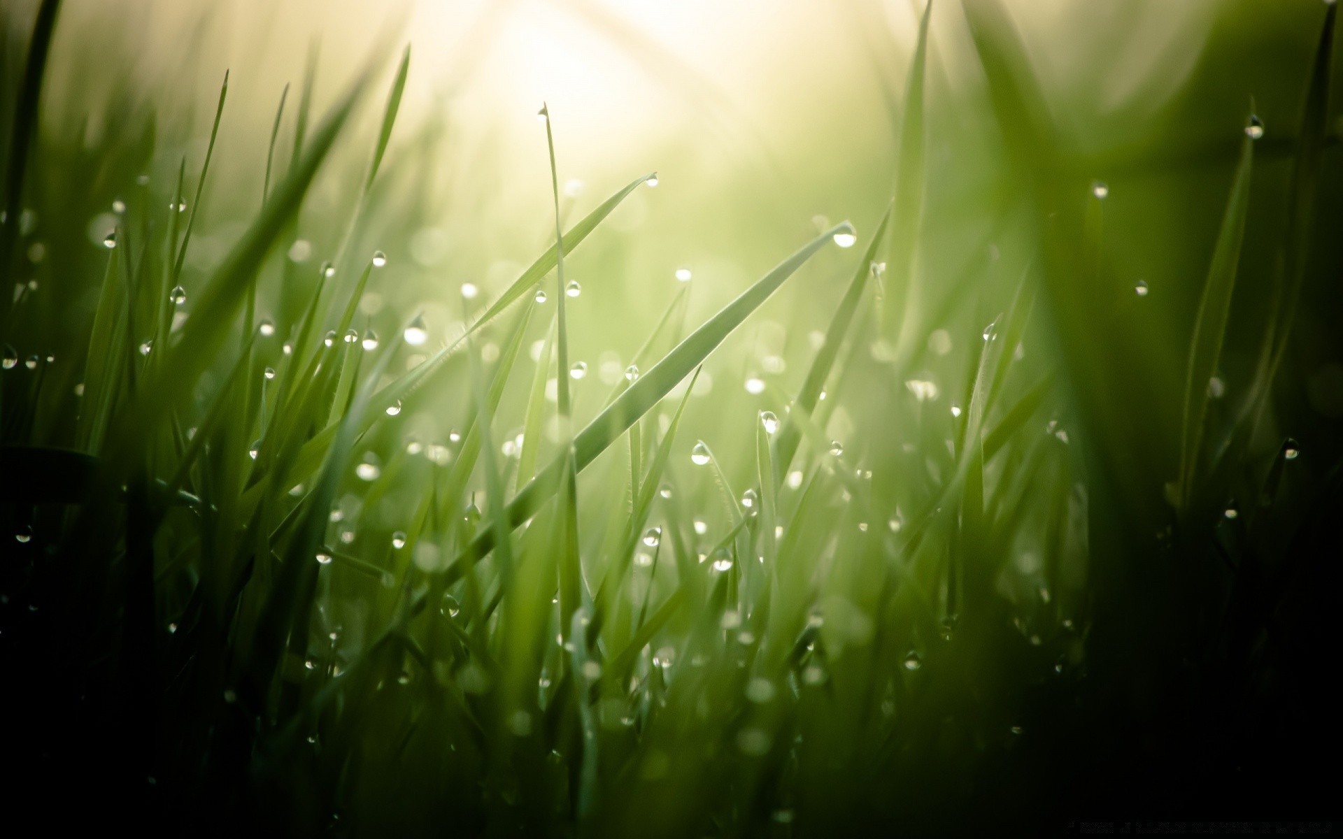 macro herbe rosée nature feuille jardin pluie été lumineux luxuriant pelouse chute flore croissance soleil