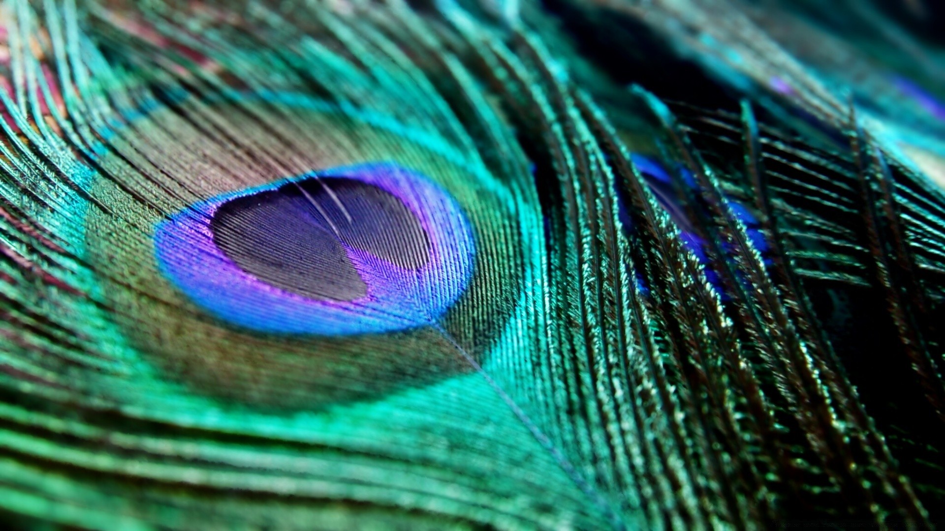 macro peacock feather iridescent pattern tail peafowl bright turquoise bird texture color abstract nature desktop vibrant tropical motley beautiful