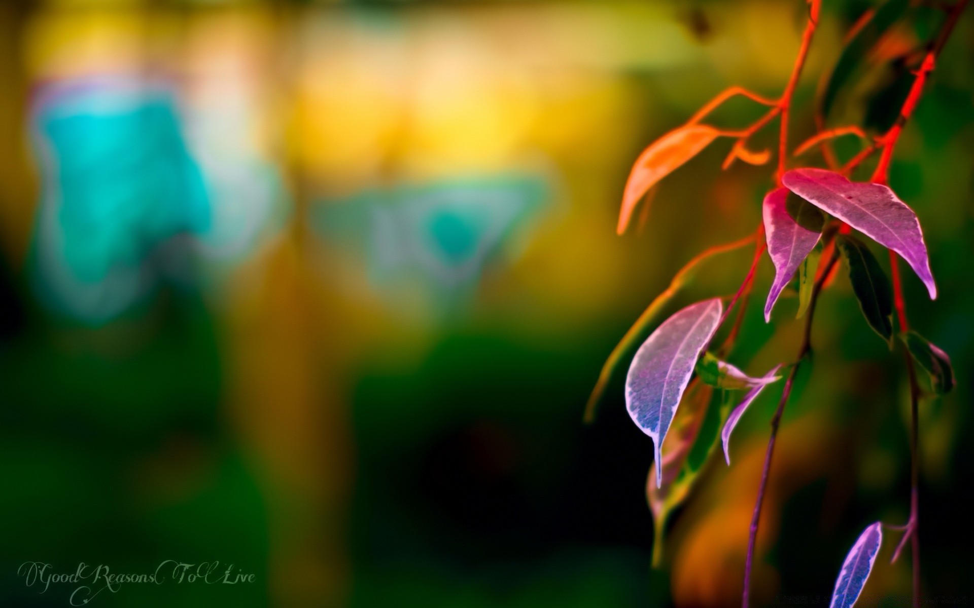 macro nature flou feuille à l extérieur lumineux été fleur flore