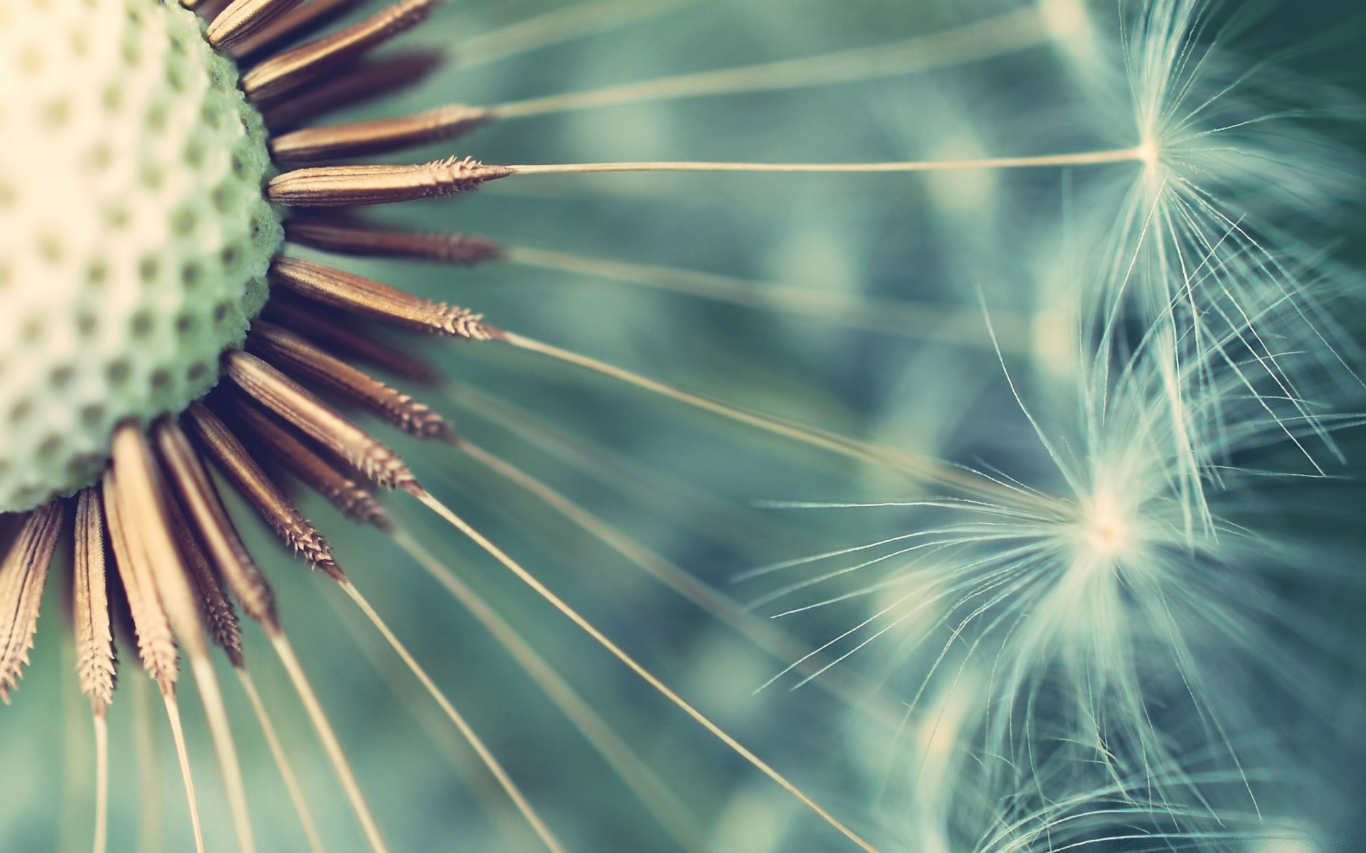 macro nature bright summer dandelion growth sun