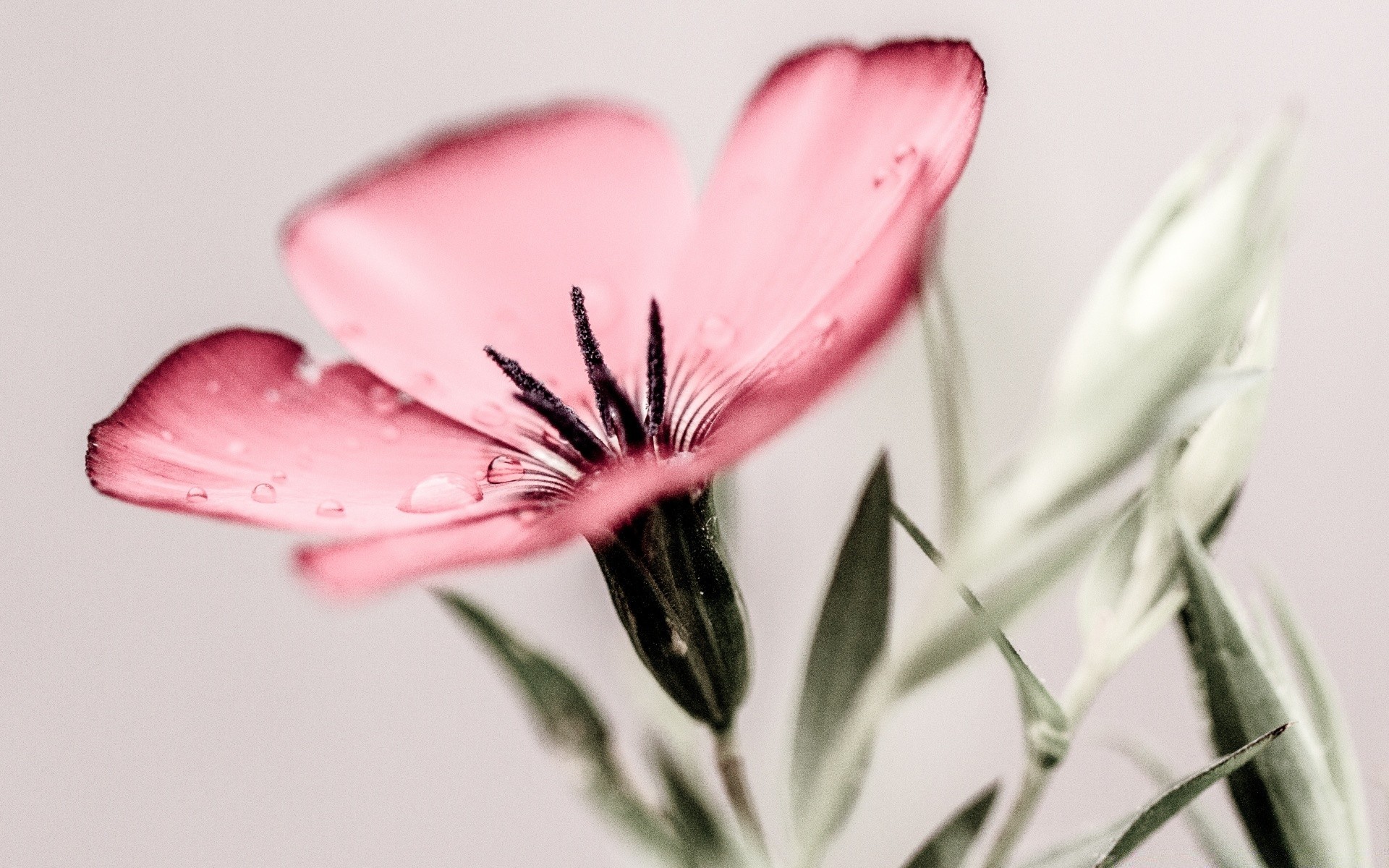 makro kwiat natura liść martwa natura flora lato rozmycie jasny delikatny