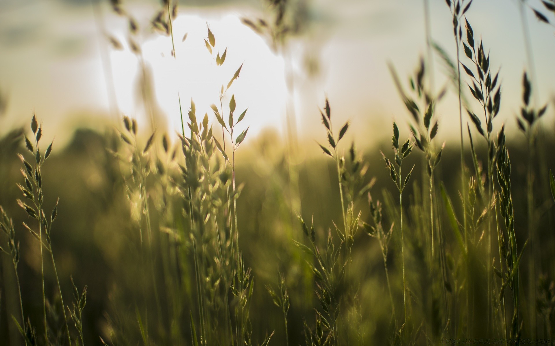 makro weizen flocken feld sonne des ländlichen weide gras natur bauernhof brot mais sommer landwirtschaft gold stroh wachstum gutes wetter landschaft roggen