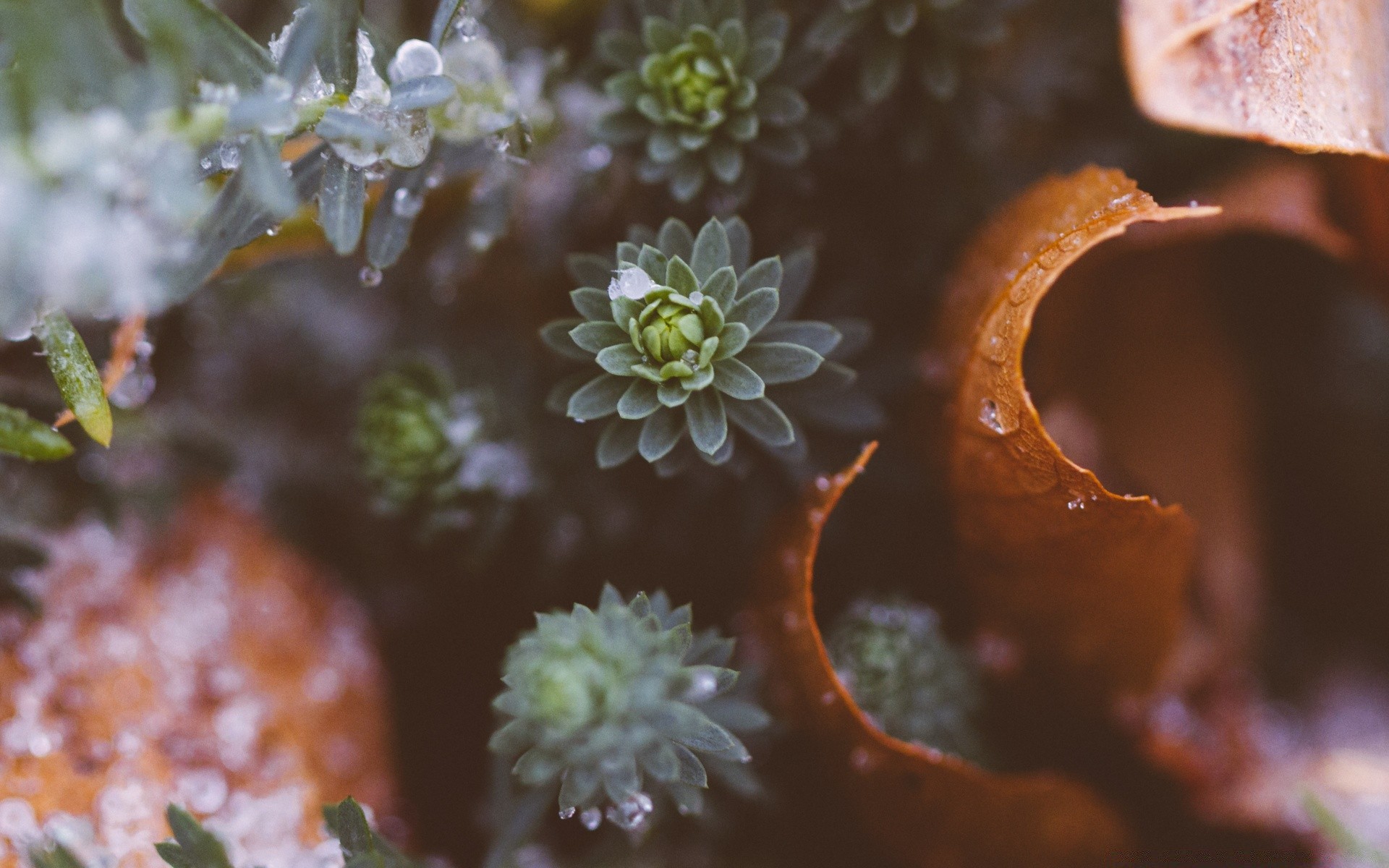 macro nature invertébrés sous-marin couleur à l extérieur alimentaire fleur gros plan flore