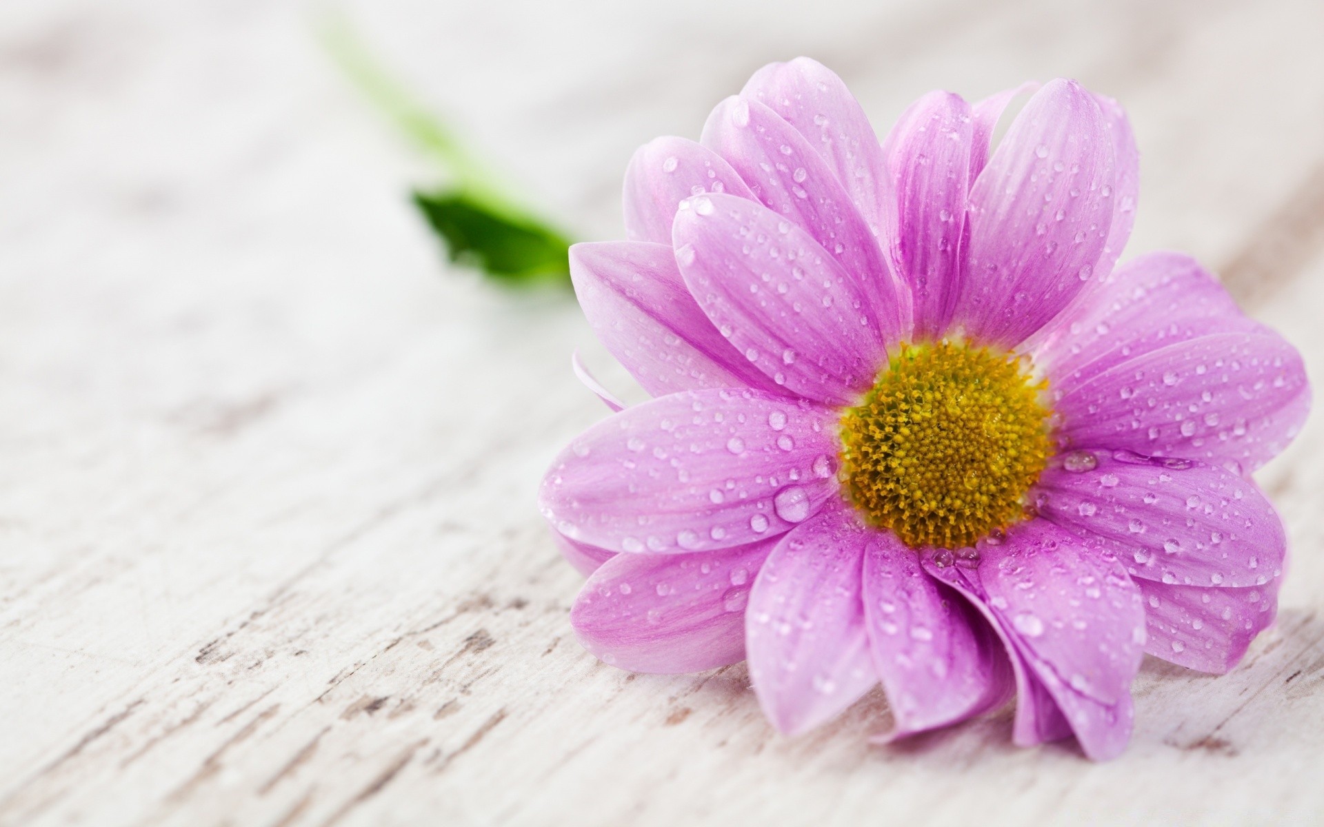 makro fotoğrafçılığı doğa çiçek flora yaz petal yaprak parlak çiçek yakın çekim bahçe çiçek açan renk güzel