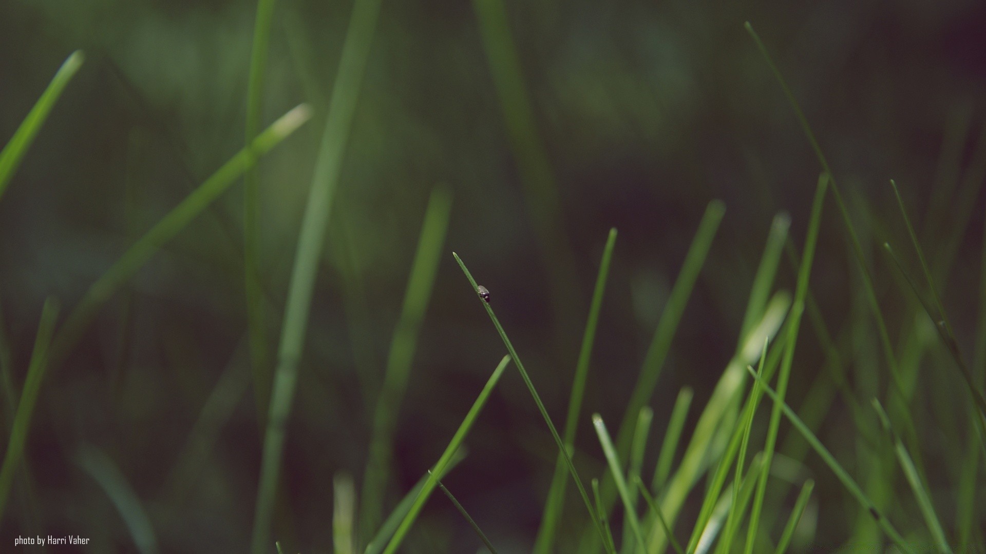 makroaufnahme gras wachstum natur flora garten tau dämmerung im freien blatt rasen fallen unschärfe regen medium üppig feld heuhaufen sommer klinge