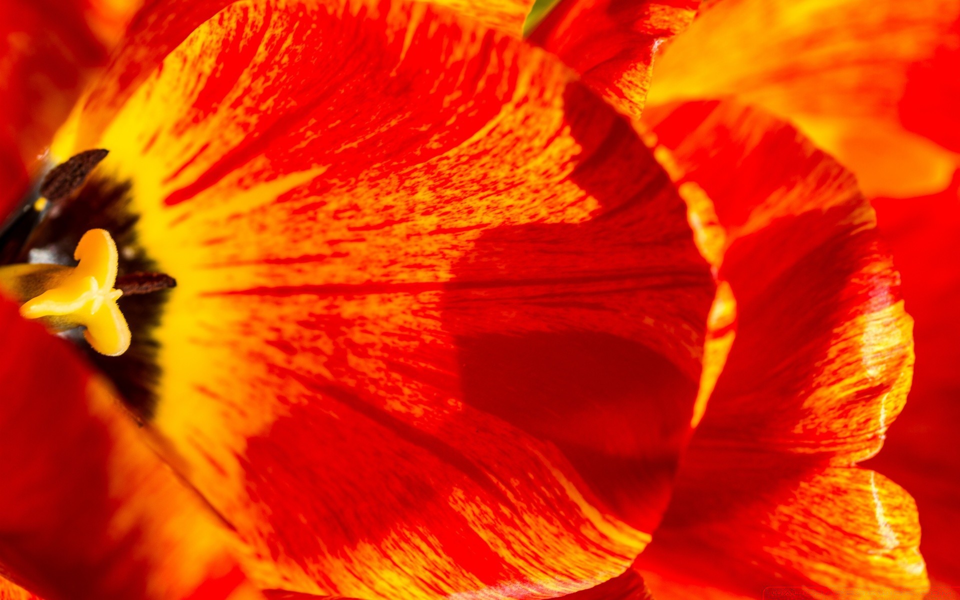 makroaufnahme blume natur farbe hell schön tulpe flora blatt sommer schließen