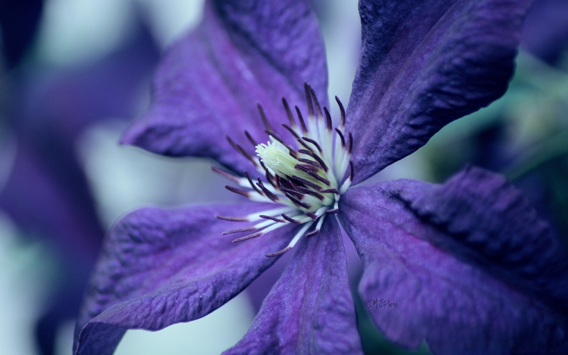 macro fleur nature flore jardin été feuille belle bluming floral pétale couleur flou violet gros plan à l extérieur délicat vivace