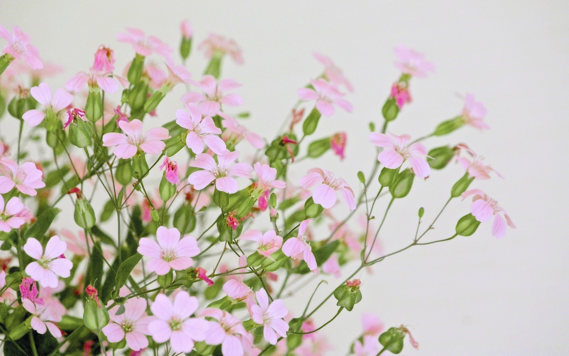 makro kwiat flora natura kwiatowy piękny lato bluming bukiet kolor liść płatek ogród zbliżenie kolego miłość dekoracja pulpit jasny