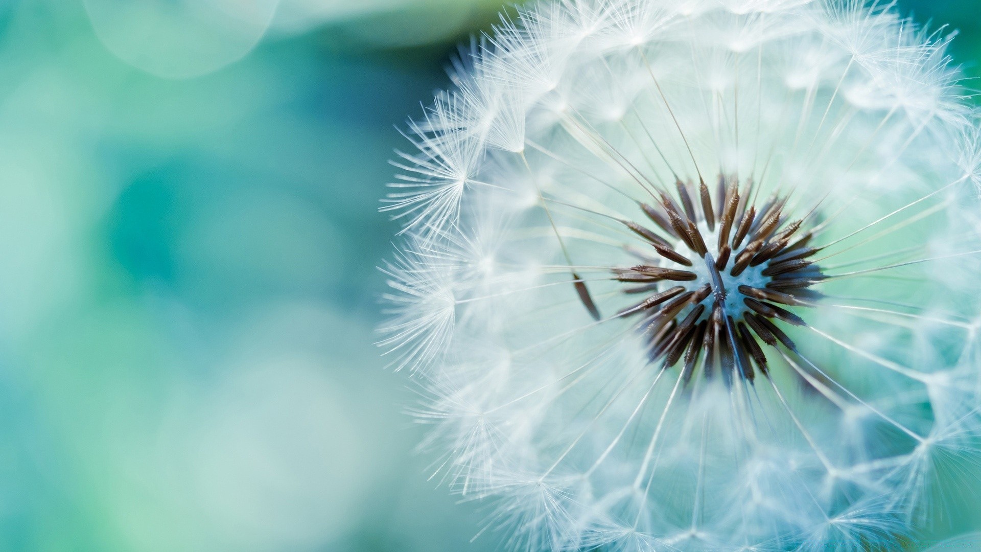 makroaufnahme löwenzahn natur sommer blume flora sanft wachstum unschärfe hell farbe flaumig