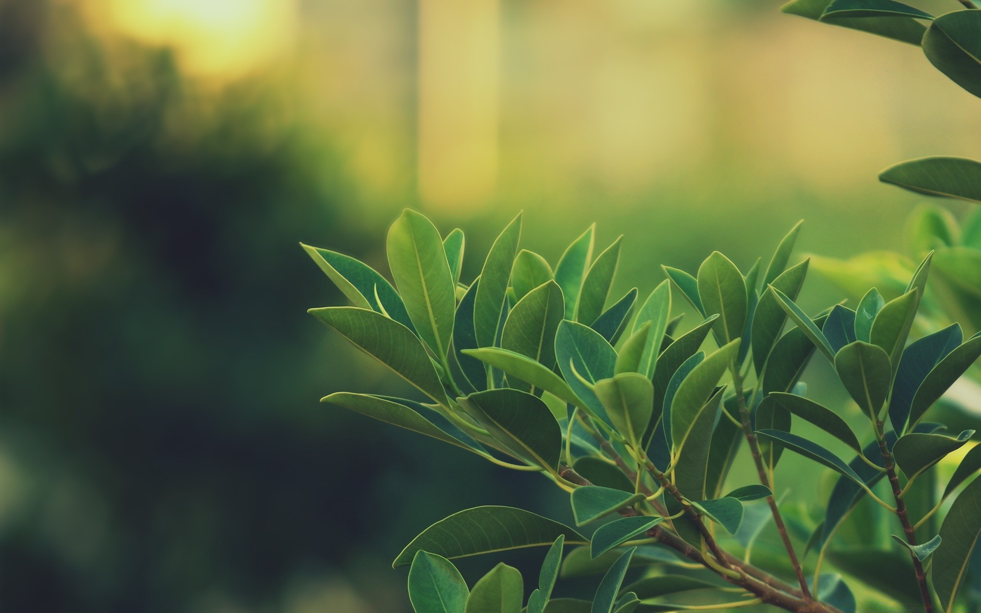 makro fotoğrafçılığı yaprak doğa flora büyüme yaz bahçe güneş yemyeşil ağaç açık havada parlak masaüstü güzel hava koşulları çiçek tropikal şafak vakti