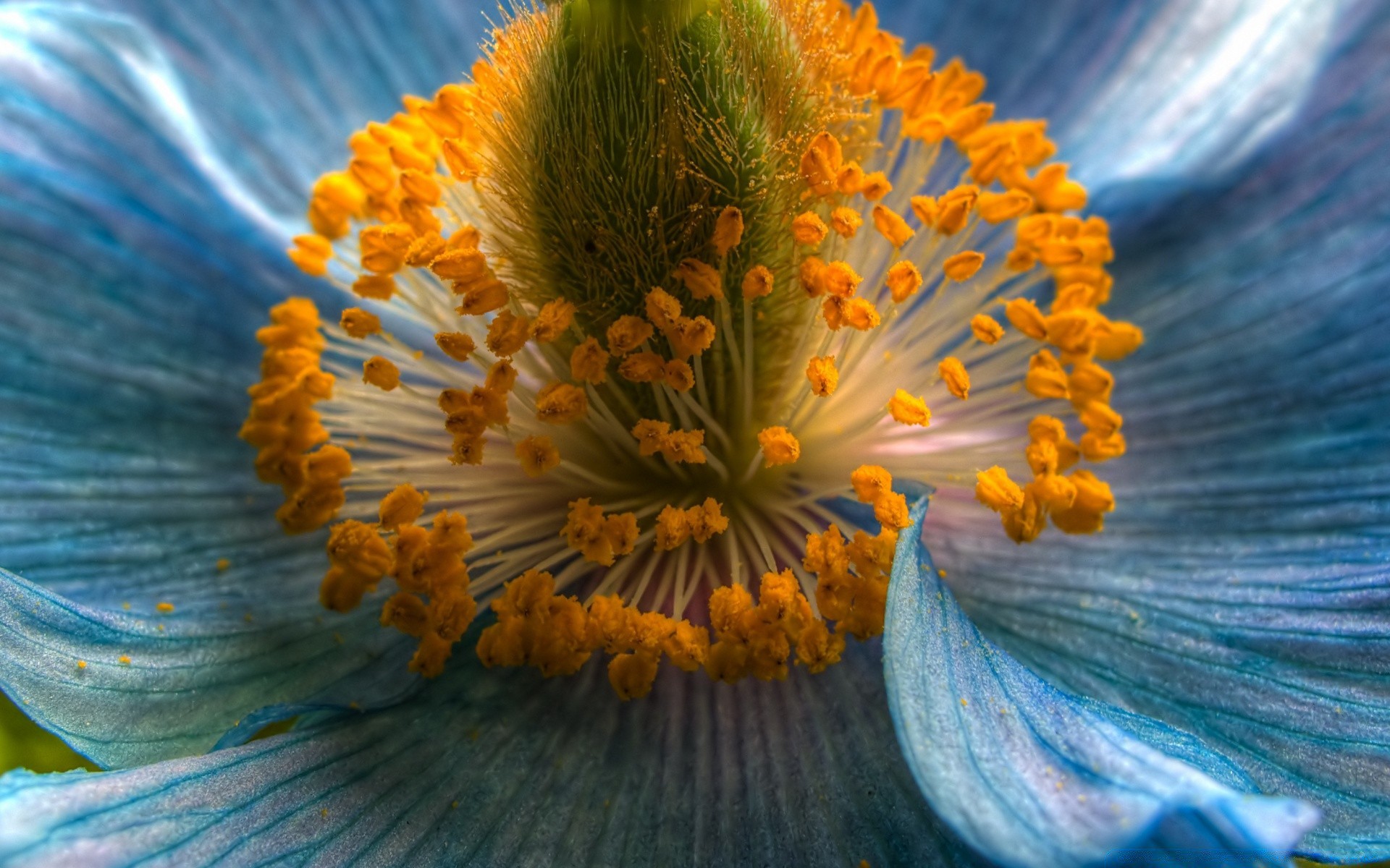 macro fiore natura colore sfocatura flora giardino luminoso estate floreale petalo acqua bella close-up luce desktop foglia