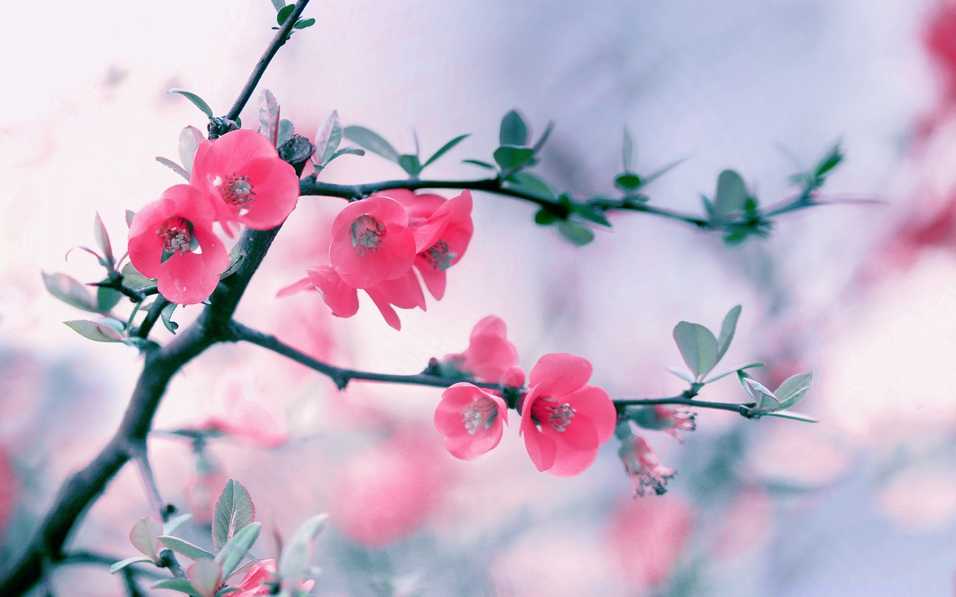 makroaufnahme blume natur zweig flora garten saison blatt baum sommer kirsche wachstum hell farbe im freien kumpel schließen