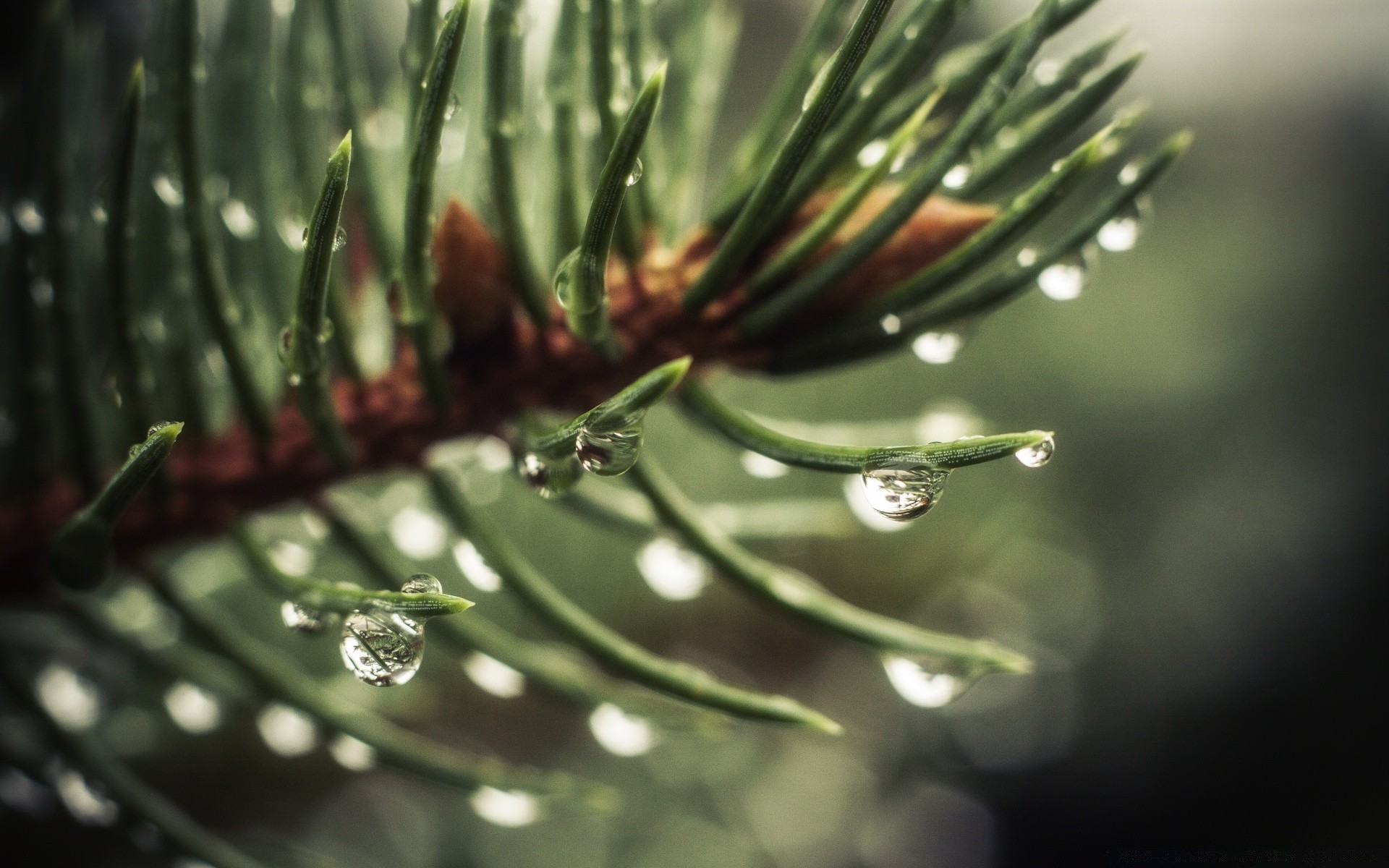 makro fotoğrafçılığı yağmur kış çiy ağaç doğa iğneler evergreen şube yaprak düşme noel iğne yapraklı ağaçlar çam flora dof yakın çekim bulanıklık renk açık havada