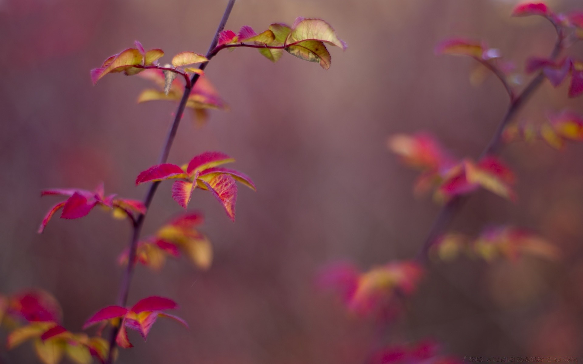 macro flower nature flora leaf color garden outdoors bright tropical blur