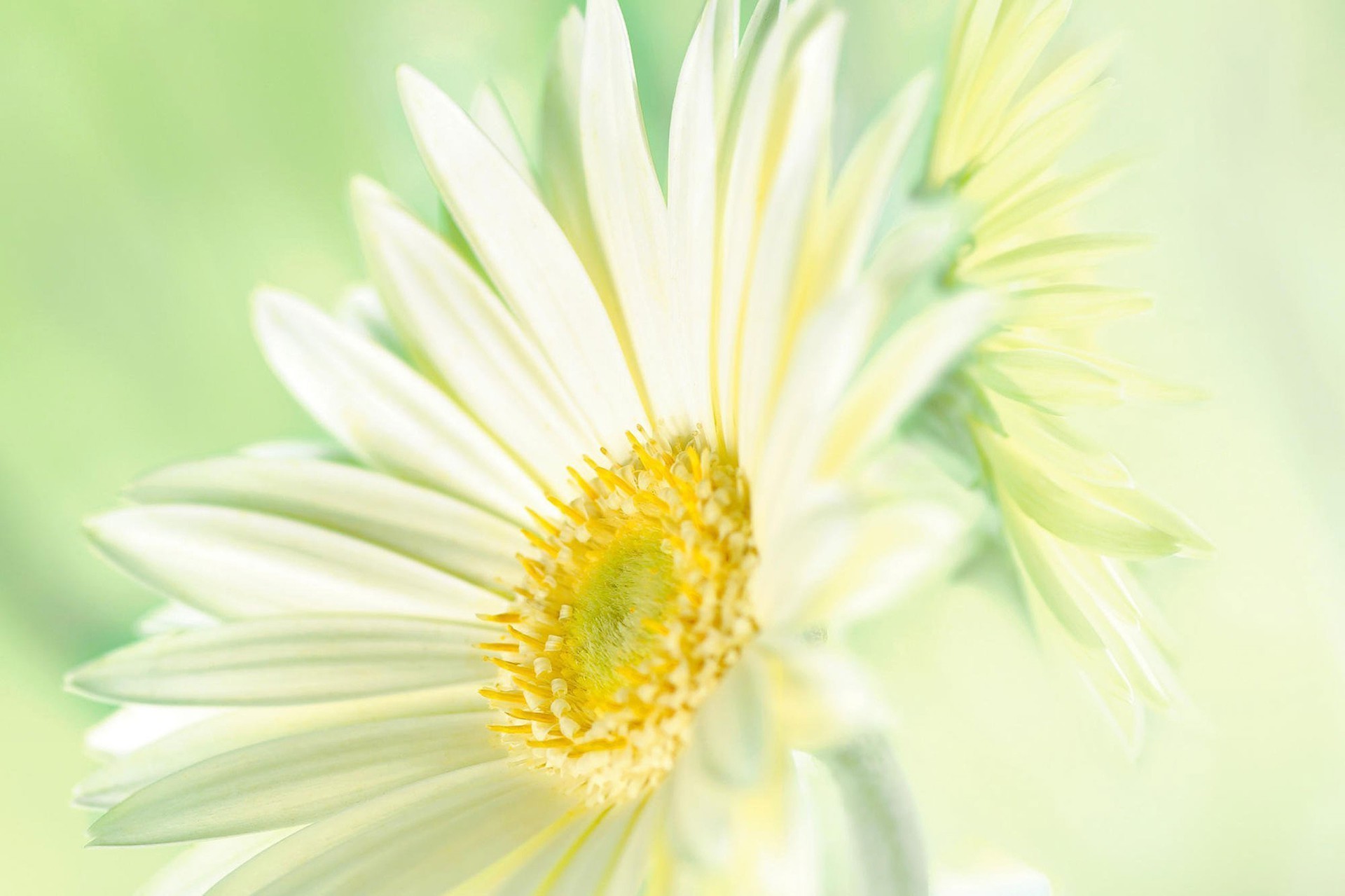 marguerites nature flore fleur été feuille lumineux croissance pétale jardin gros plan couleur floral bluming belle