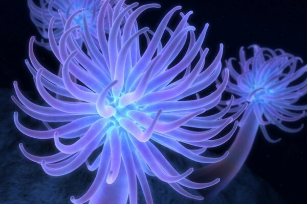 Tema subacqueo con animali. Anemoni di mare luminosi